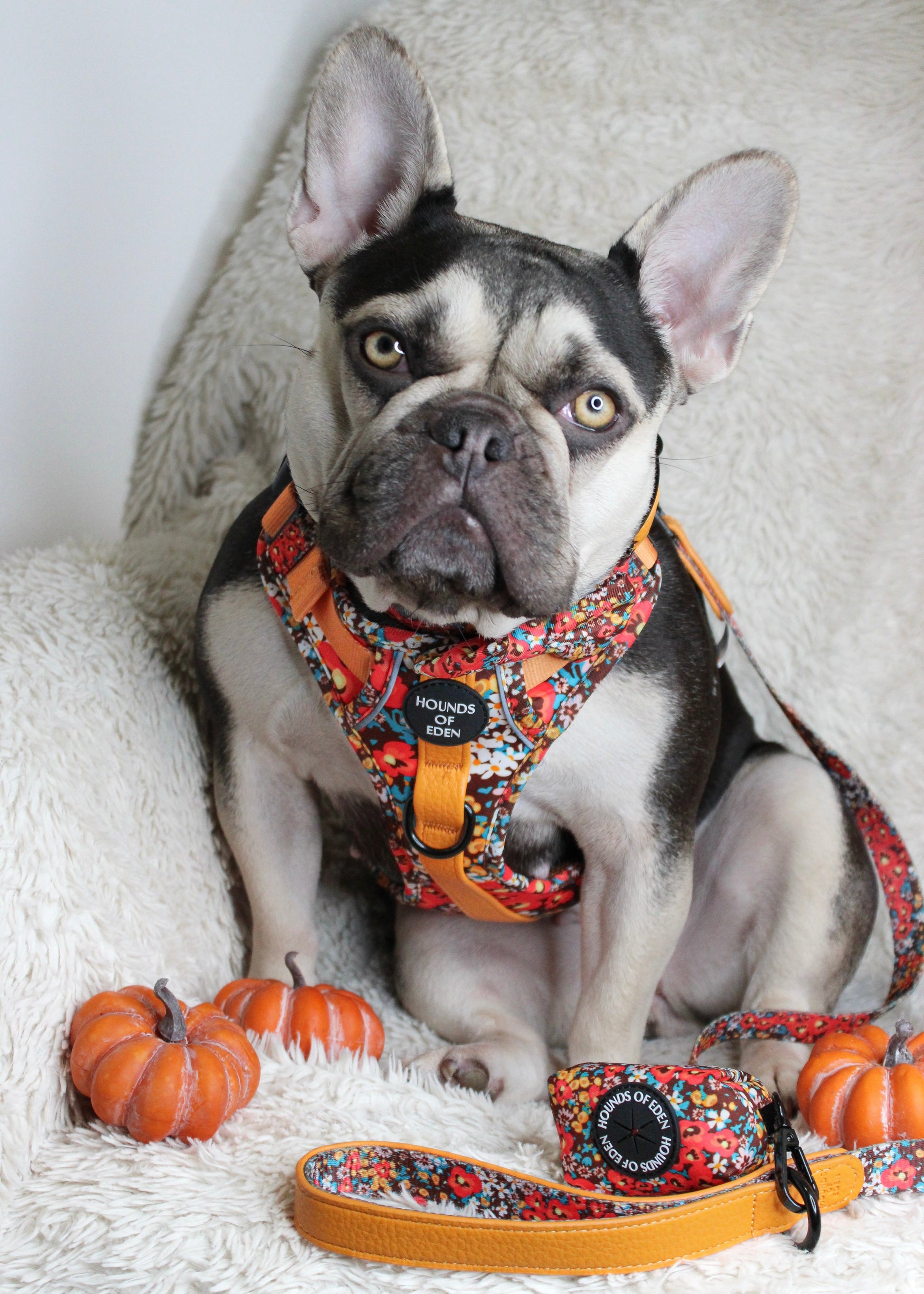 Retro Bloom Dog Supaw Strong Lite™ Harness (XS-XL) - The Bark Market