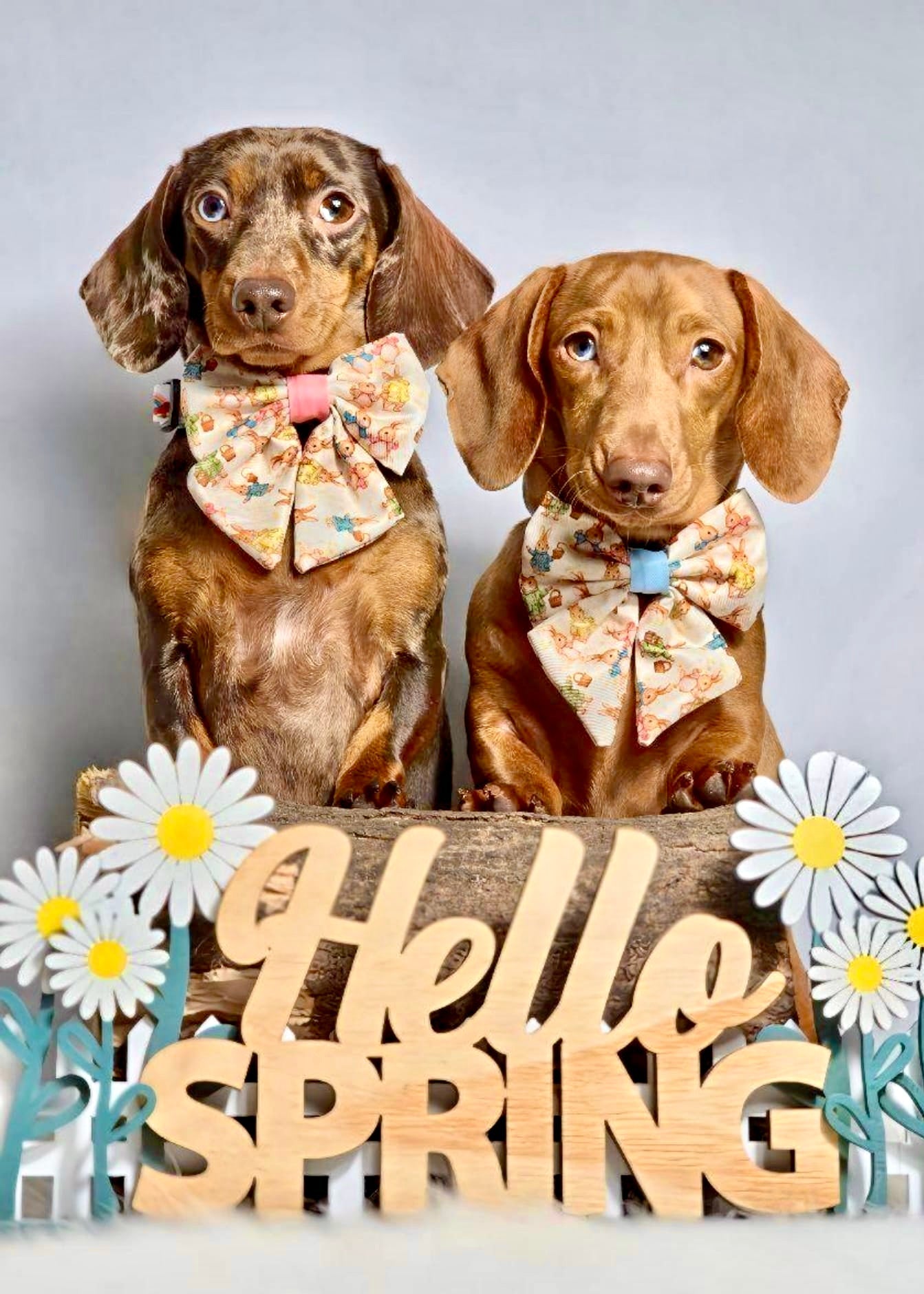 Bunny Tales - Pink, Dog Sailor Bow Tie - The Bark Market