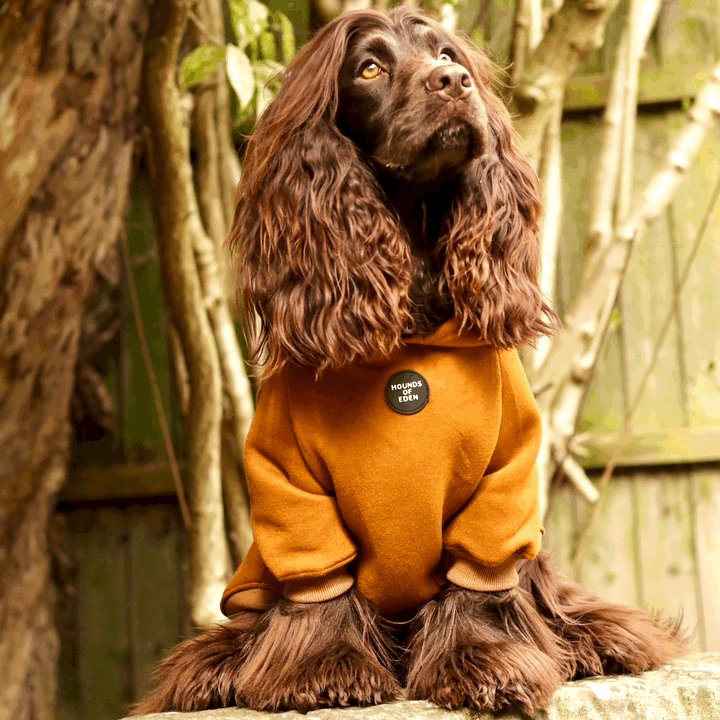 Dog Hoodie - Brown - The Bark Market