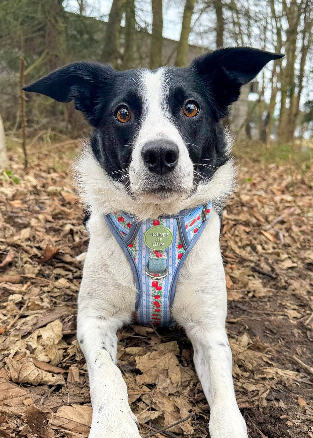 Eden's Orchard -  Supaw Strong™ Dog Harness (XS-XL) - The Bark Market
