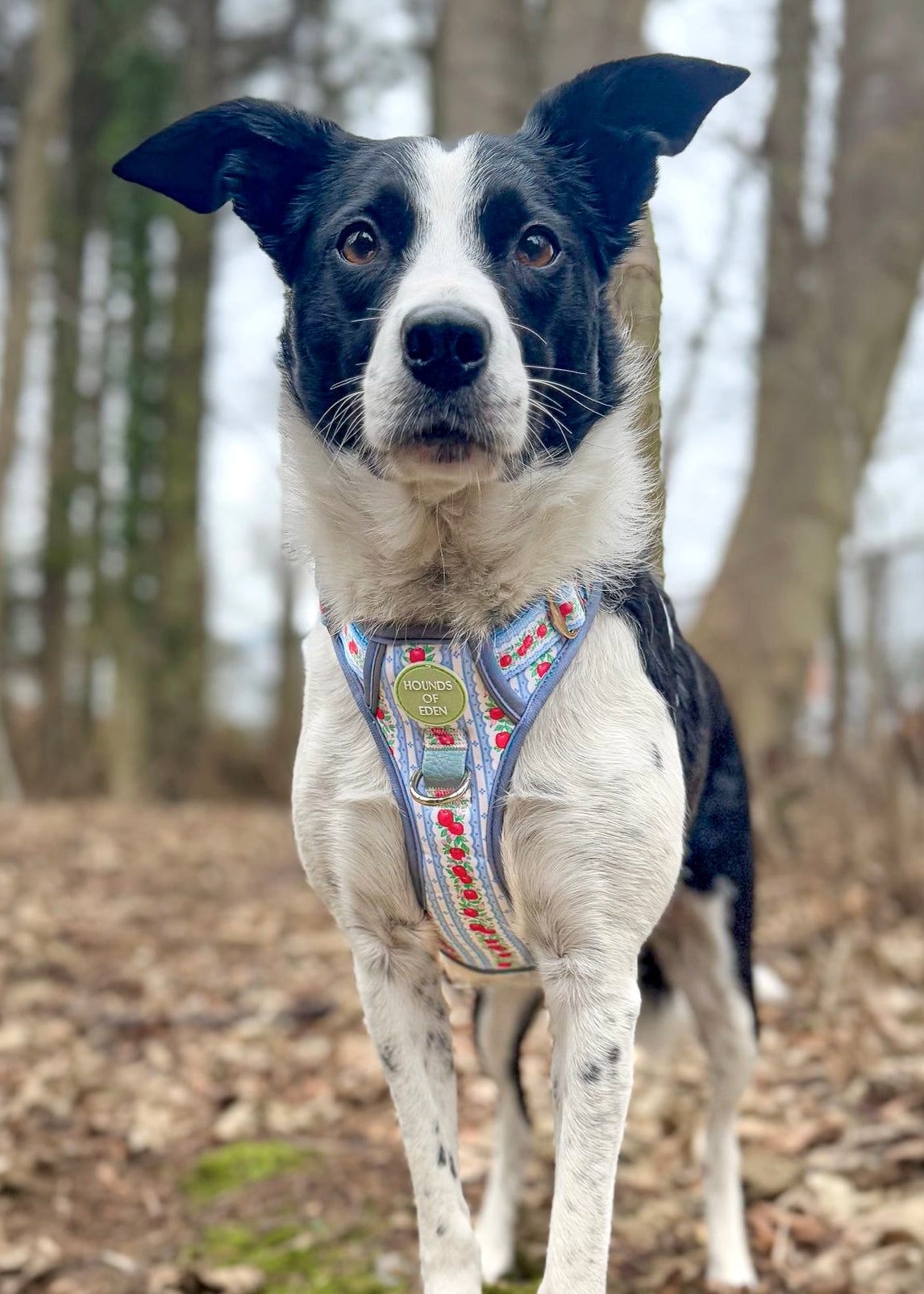 Eden's Orchard -  Supaw Strong™ Dog Harness (XS-XL) - The Bark Market