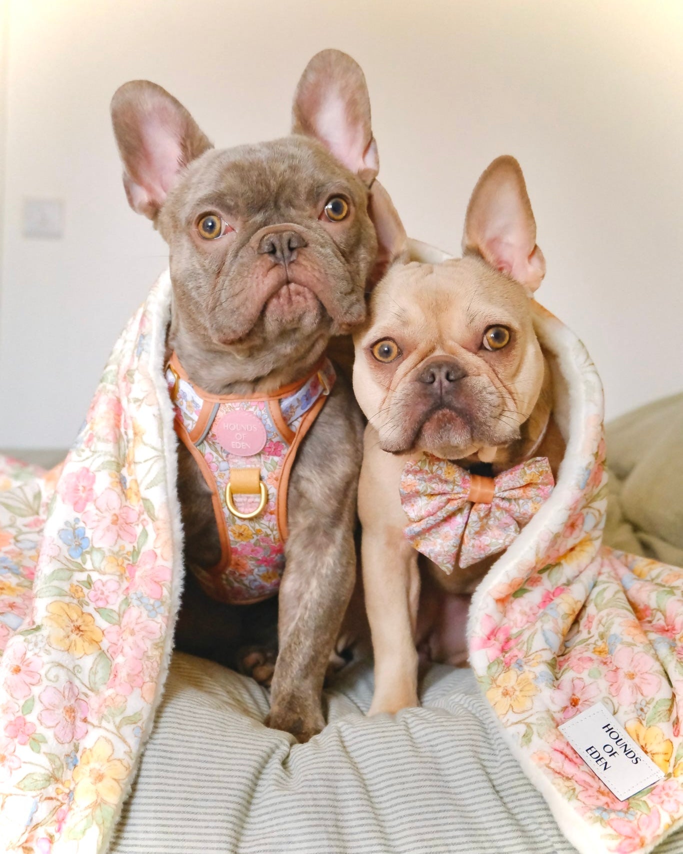 Pastel Petal - Supaw Sized Faux Fur Blanket - The Bark Market