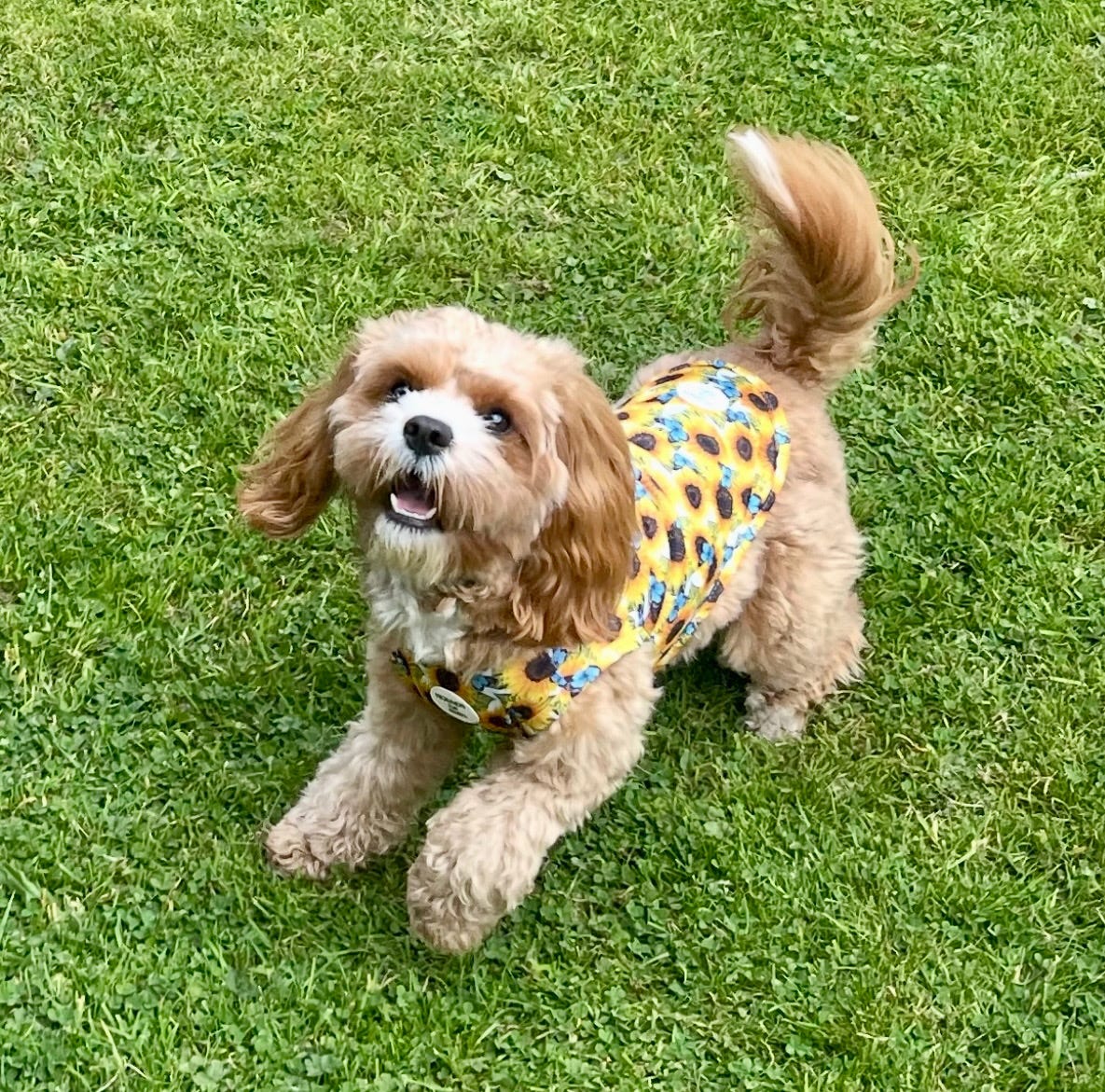 Sunflower Flutter Dog Cooling Vest - The Bark Market