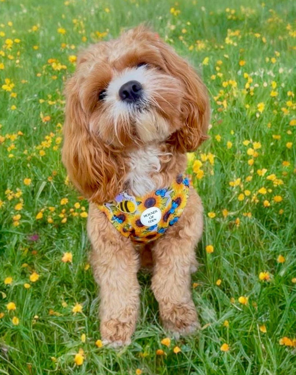 Sunflower Flutter Dog Cooling Vest - The Bark Market