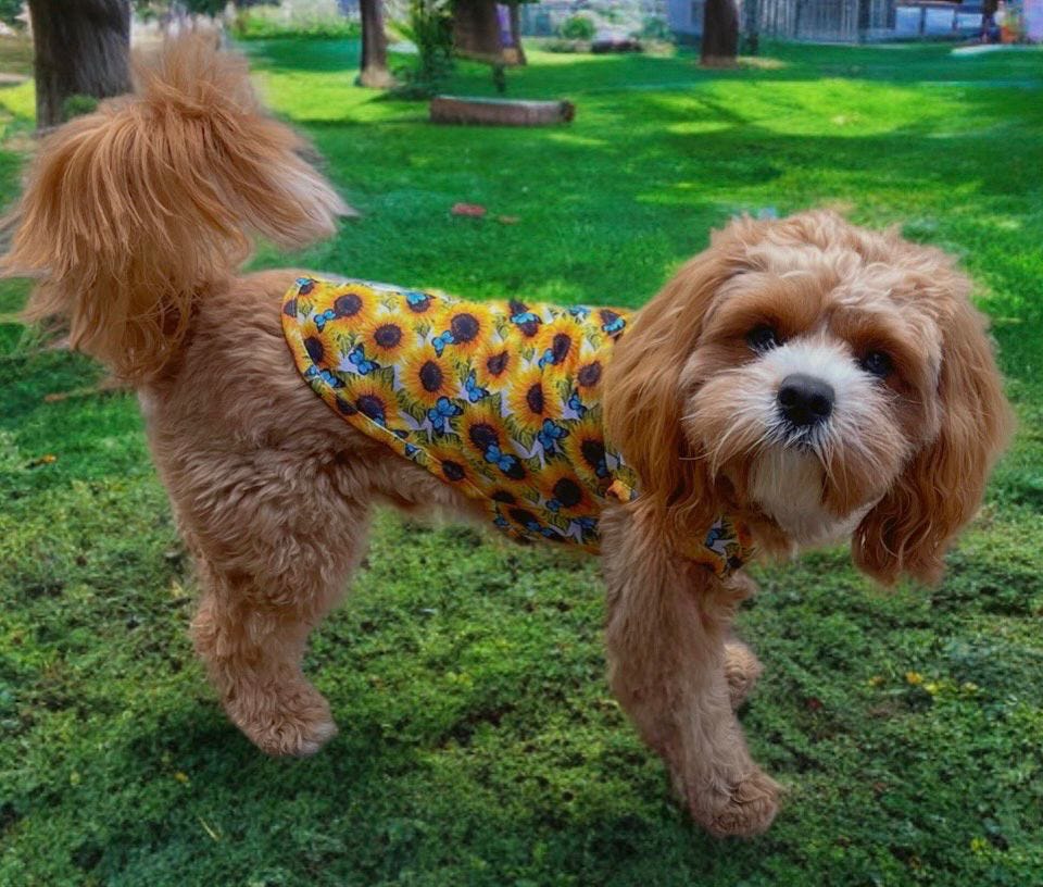 Sunflower Flutter Dog Cooling Vest - The Bark Market