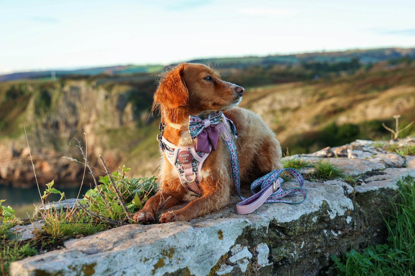 Bella's Jumper Supaw Strong Lite™ Dog Harness (XS-XL) - The Bark Market