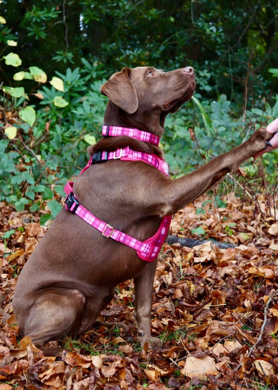 Rose Berry Plaid - Supaw Strong™ Lite Dog Harness (XS-XL) - The Bark Market