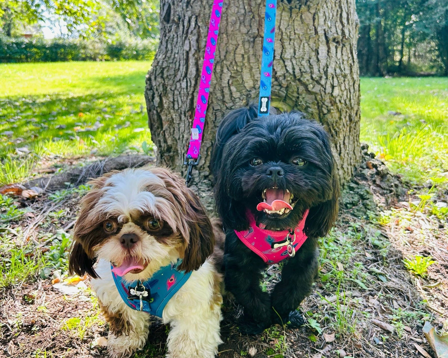 Power Peacock Step-In Adjustable Harness – Easy, Comfy & Made for Stylish Small Dogs! - The Bark Market