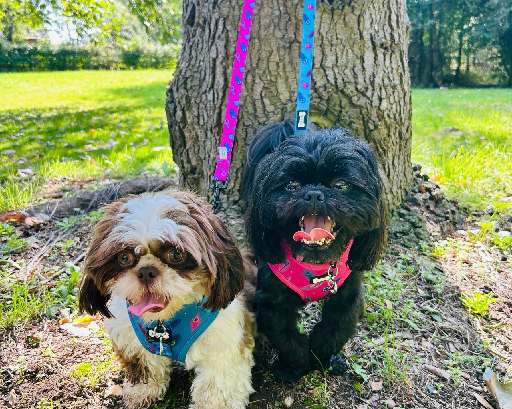 Power Peacock Step-In Adjustable Harness – Easy, Comfy & Made for Stylish Small Dogs! - The Bark Market