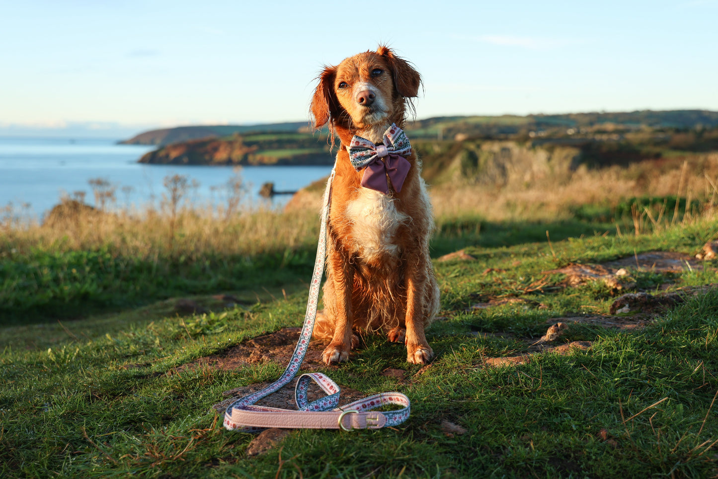 Bella's Jumper Supaw Strong Lite™ Dog Harness (XS-XL) - The Bark Market