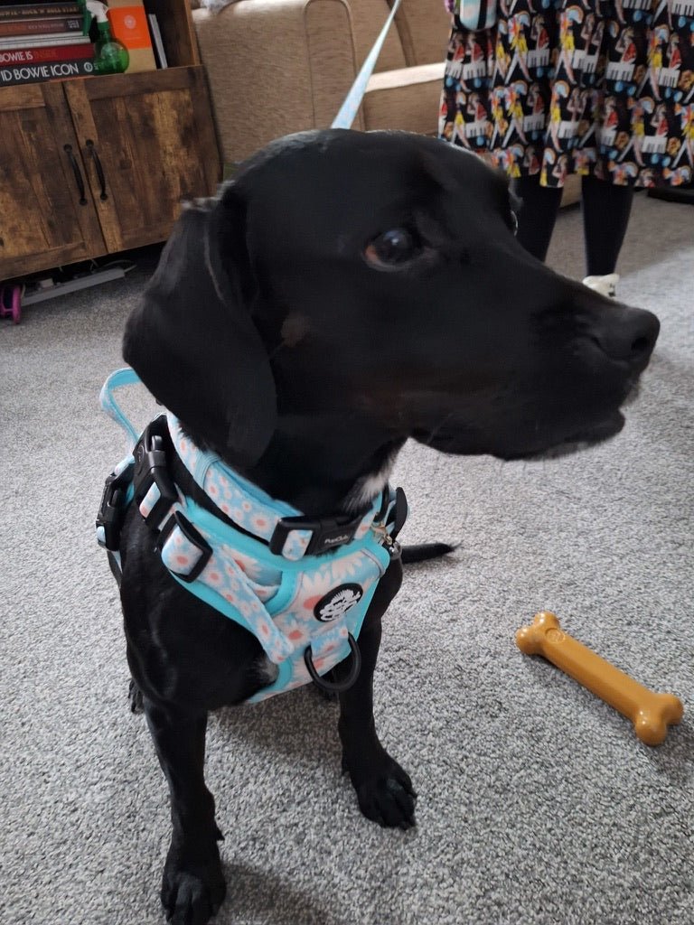 Rugged Rover™ Harness - Pastel Daisy - The Bark Market