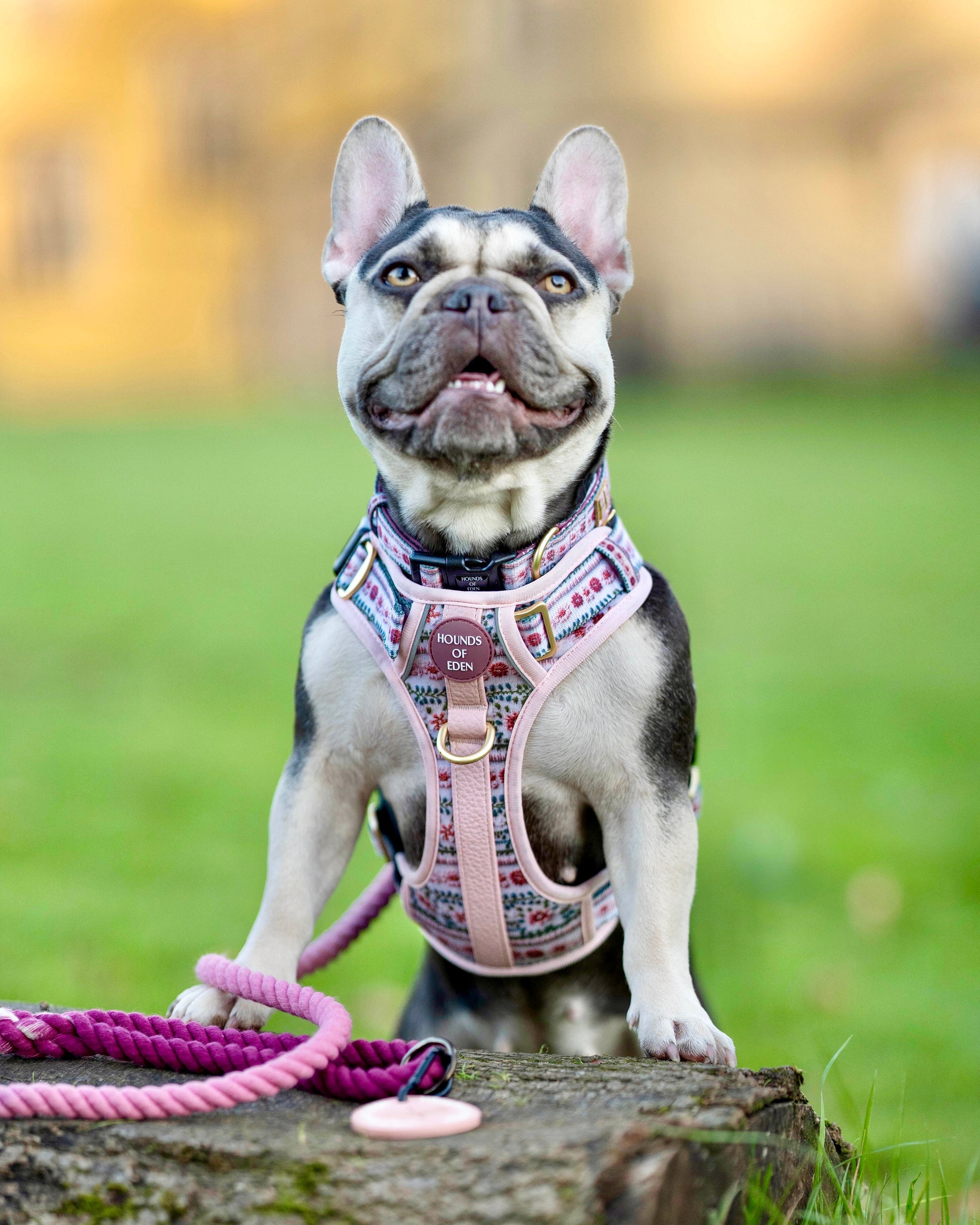 Bella's Jumper Supaw Strong Lite™ Dog Harness (XS-XL) - The Bark Market