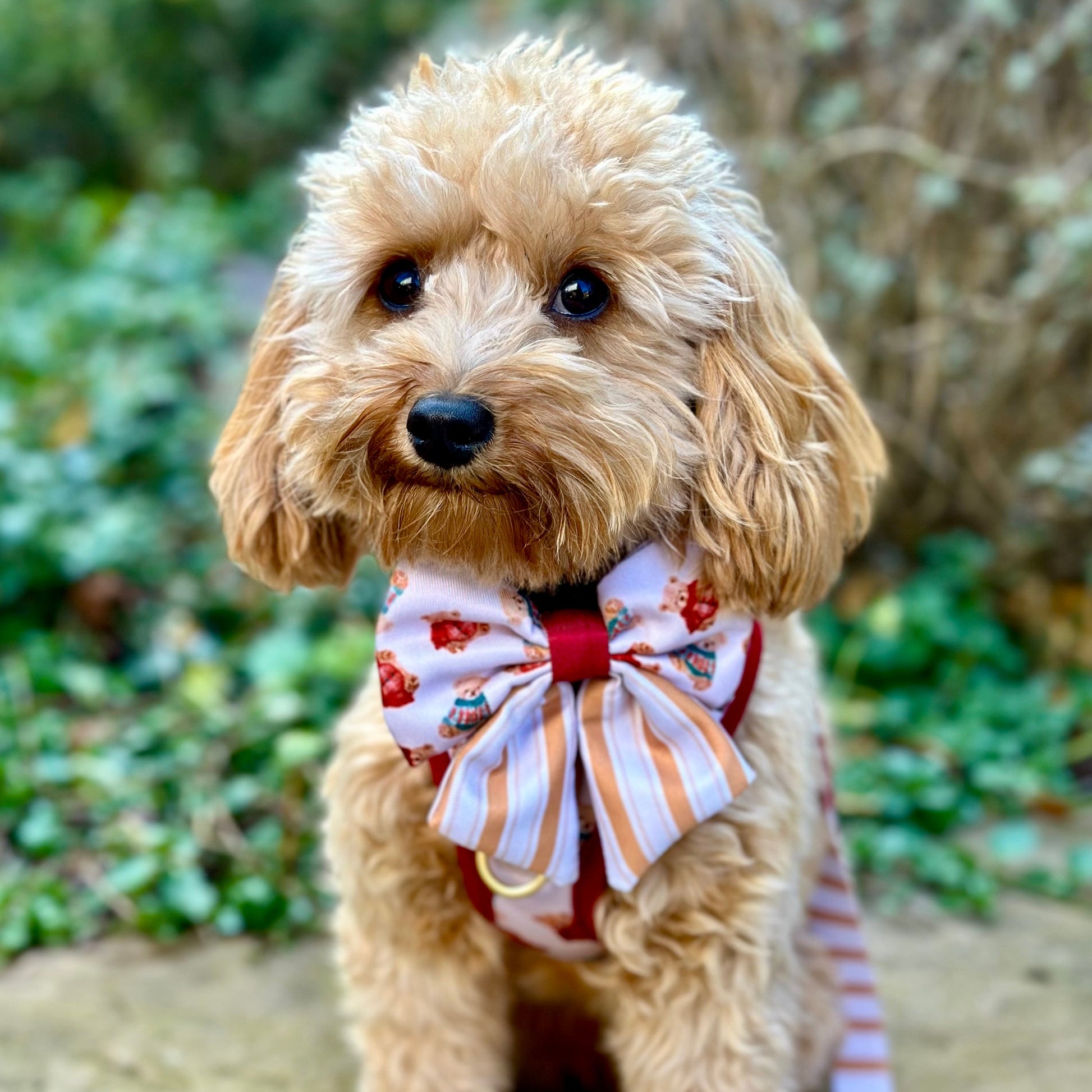 Harrold + Hattie Bears Dog Harness (XXS-XS) - The Bark Market