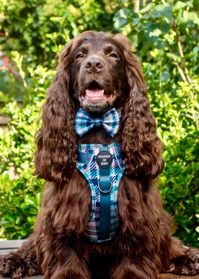 Tealing Smart Dog Supaw Strong Lite™ Harness (XS-XL) - The Bark Market