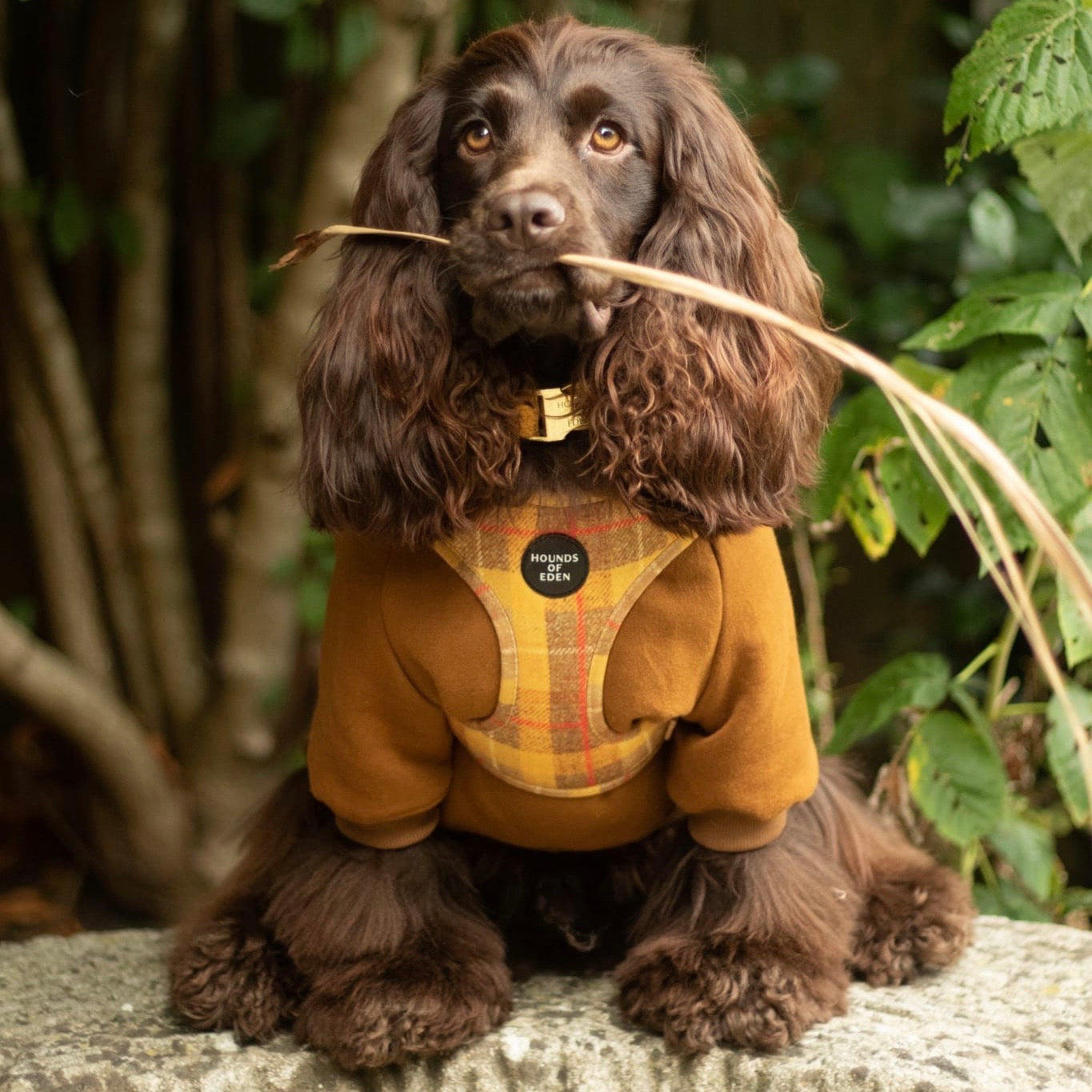Dog Hoodie - Lilac - The Bark Market