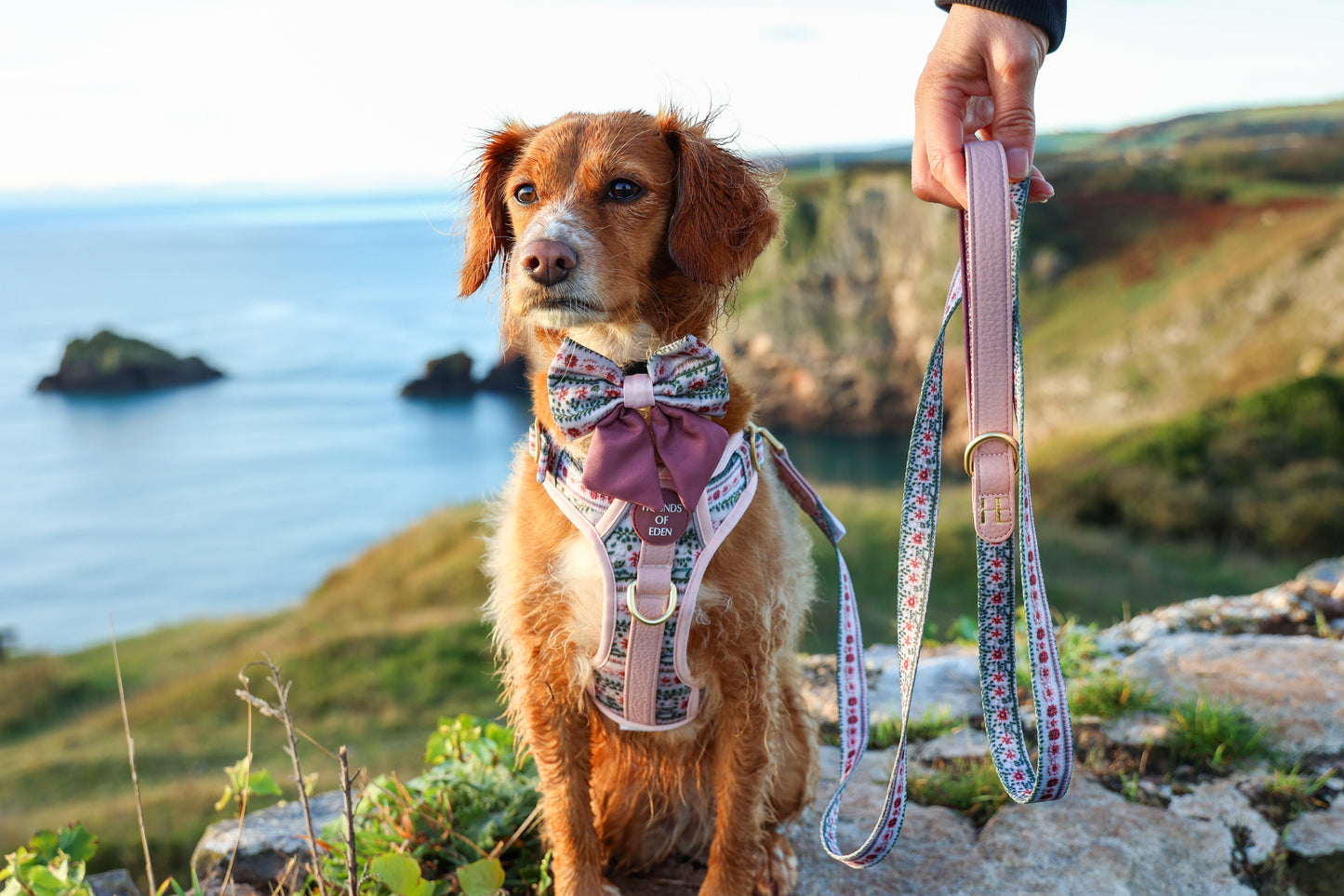 Bella's Jumper Dog Sailor Bow Tie - The Bark Market