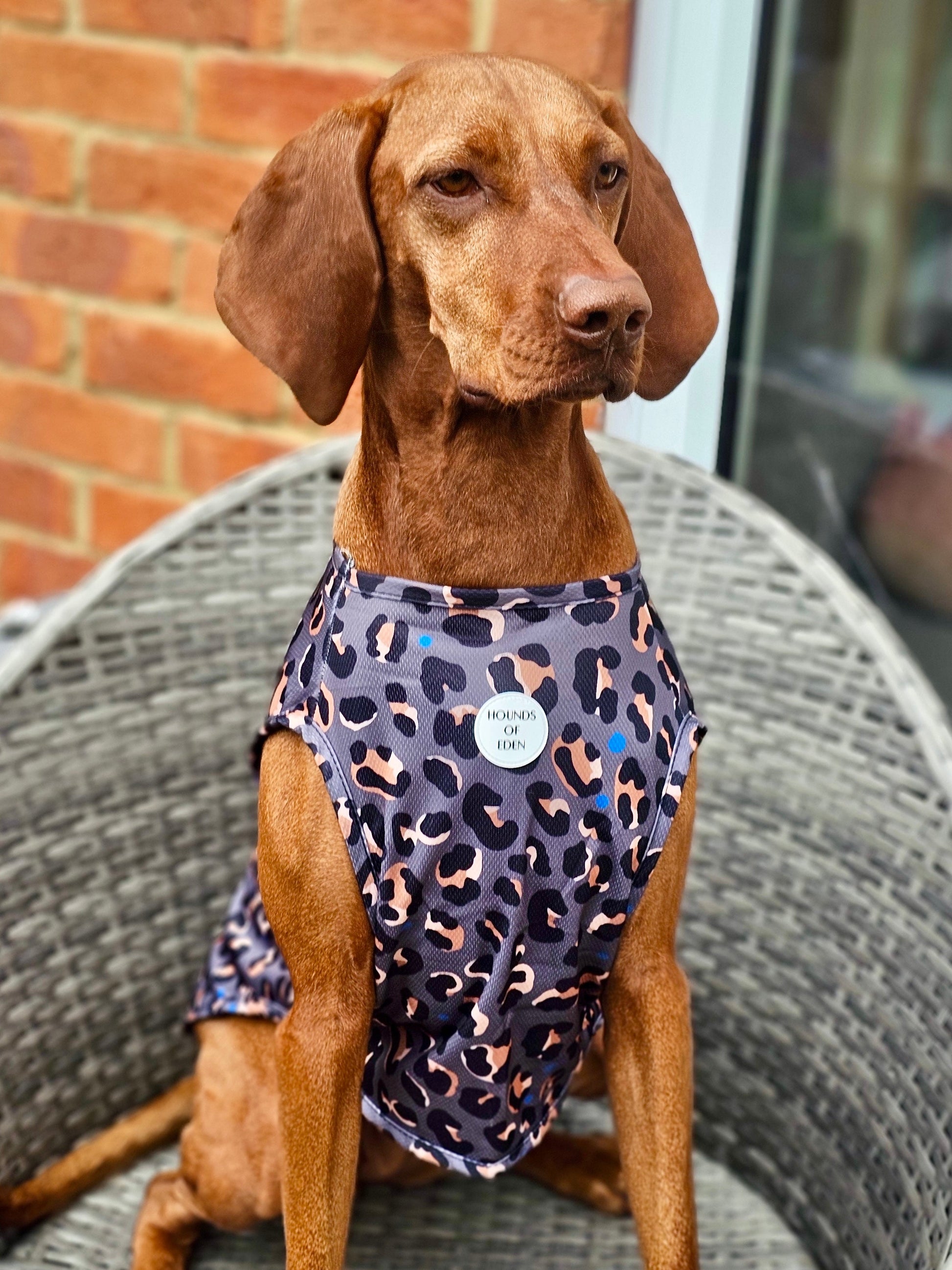 Steel Leopard Dog Cooling Vest - The Bark Market