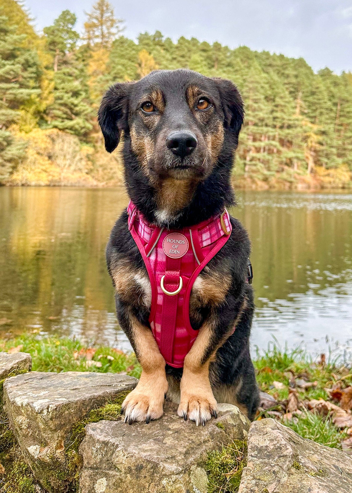 Rose Berry Plaid - Supaw Strong™ Lite Dog Harness (XS-XL) - The Bark Market