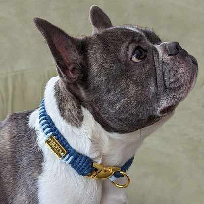 Make Your Own Dog Collar Craft Kit - BLUE