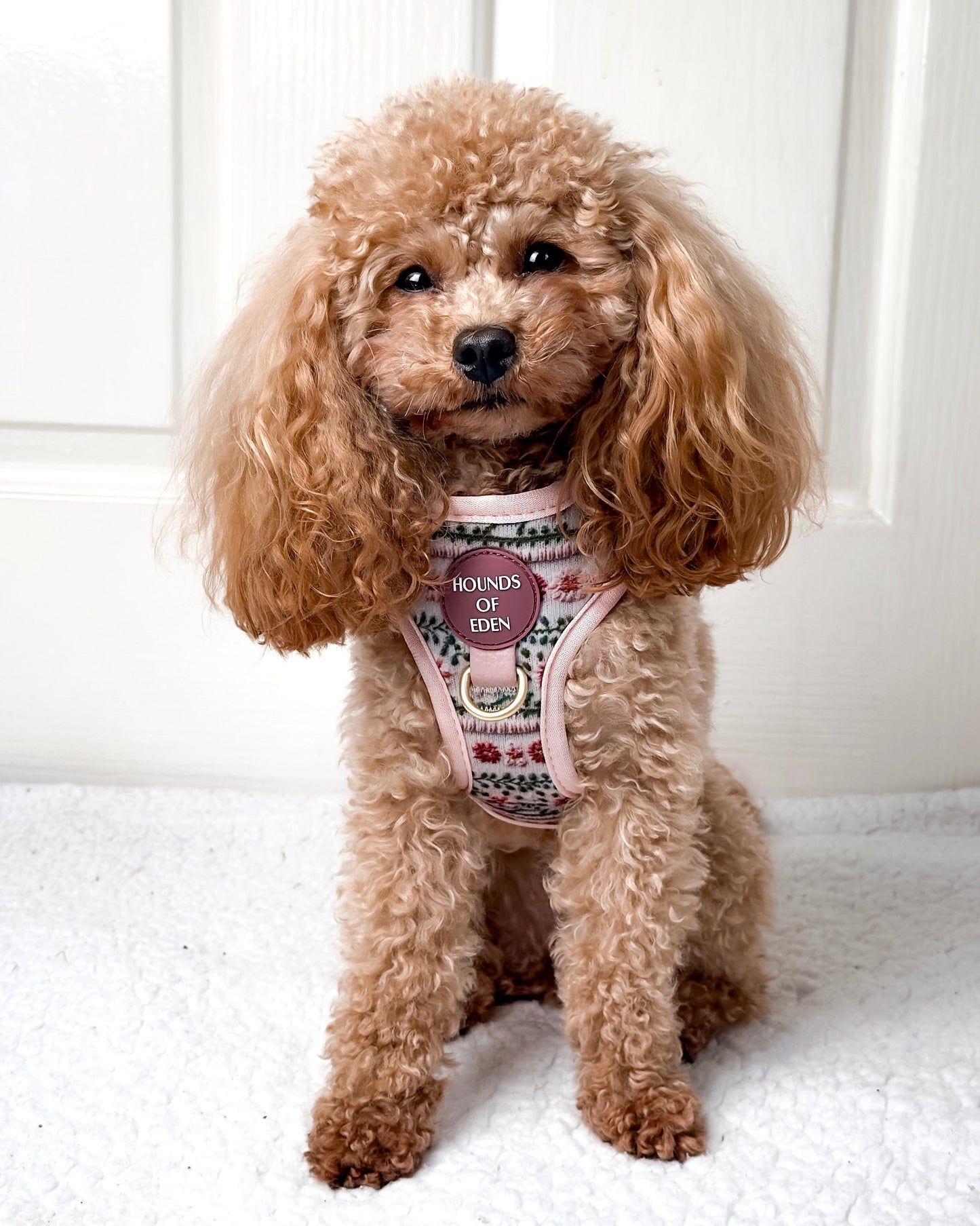 Bella's Jumper Dog Harness (XXS-XS) - The Bark Market