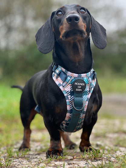 Tealing Smart Leather Dog Collar - The Bark Market