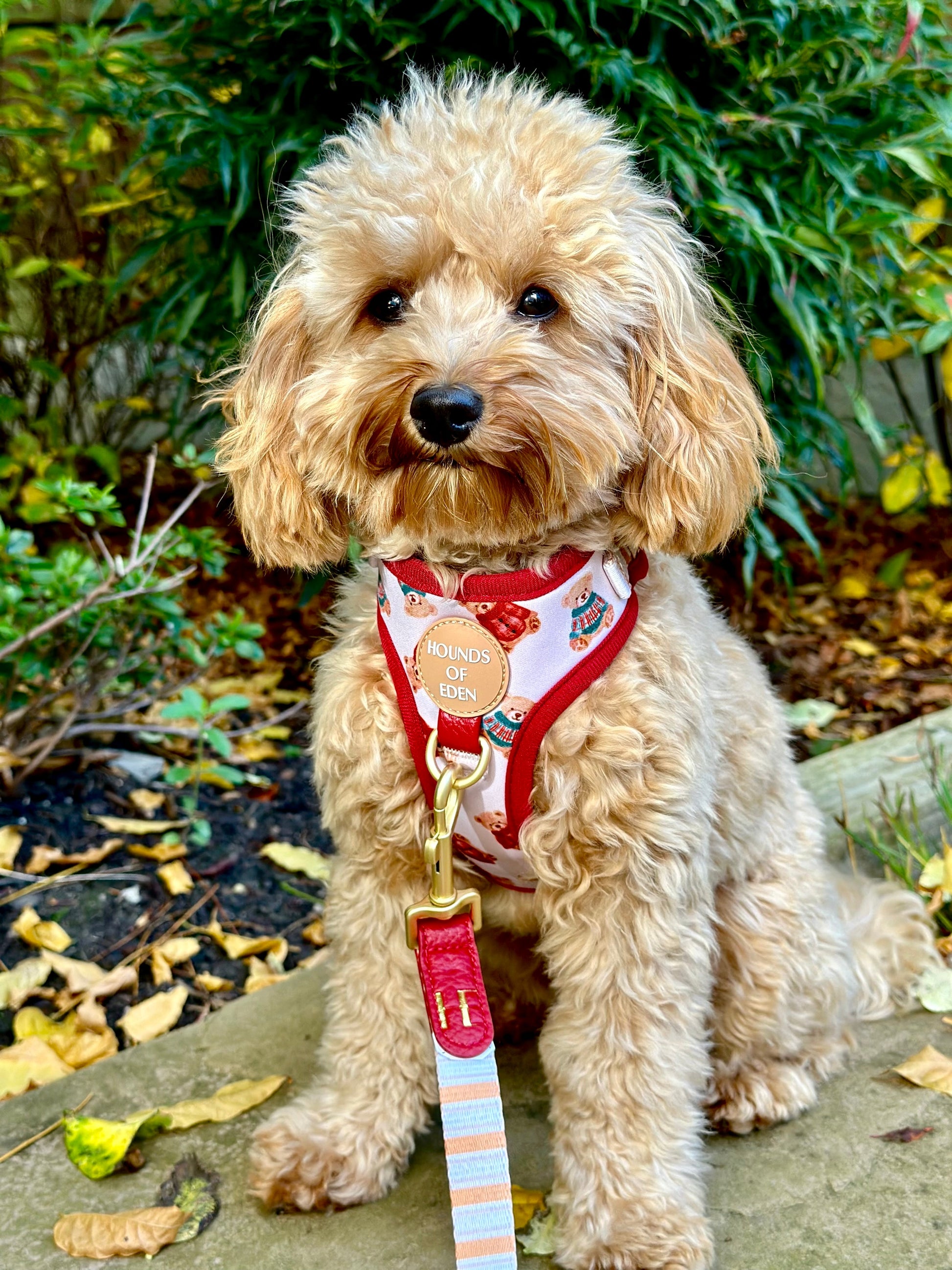 Harrold + Hattie Bears Dog Harness (XXS-XS) - The Bark Market