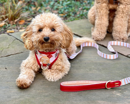 Harrold + Hattie Bears Dog Harness (XXS-XS) - The Bark Market