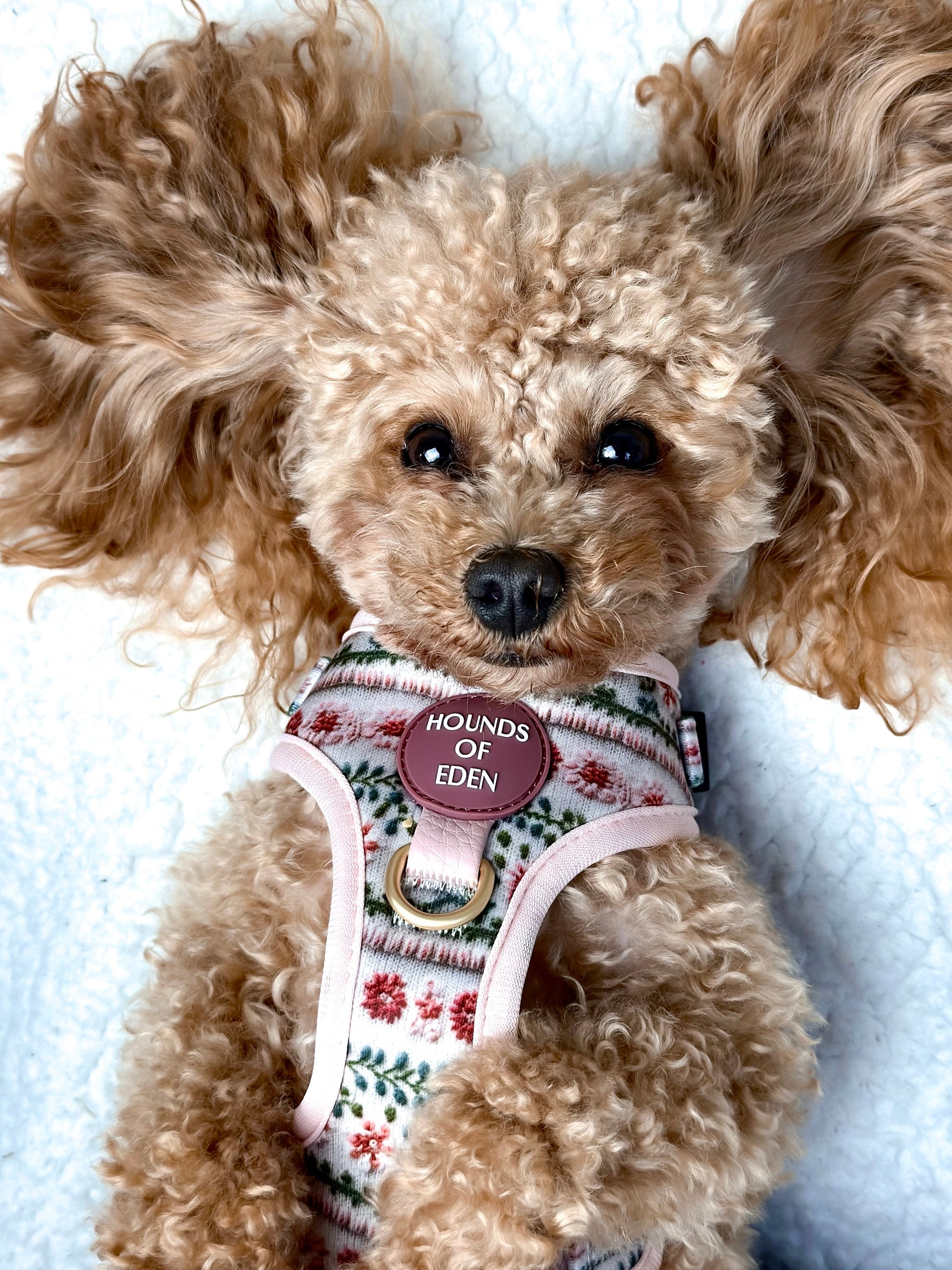 Bella's Jumper Dog Harness (XXS-XS) - The Bark Market