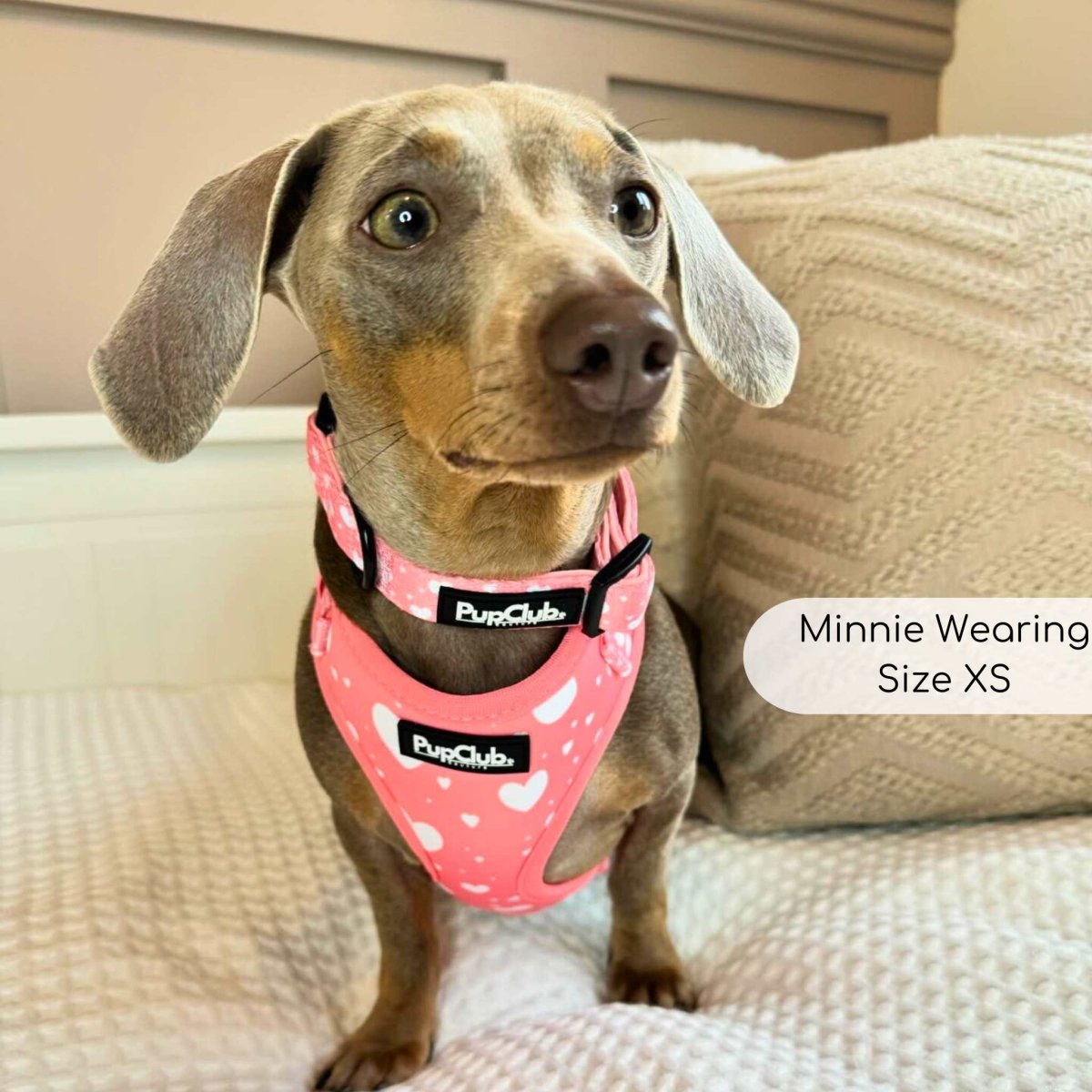 Adjustable Harness - Peachy Hearts - The Bark Market