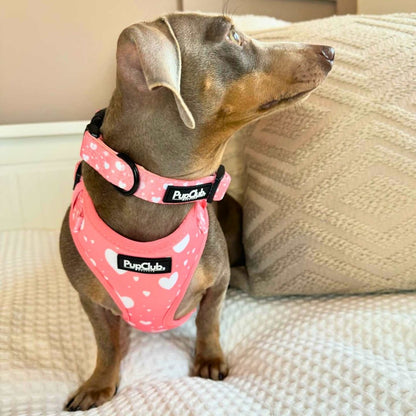 Collar - Peachy Heart - The Bark Market