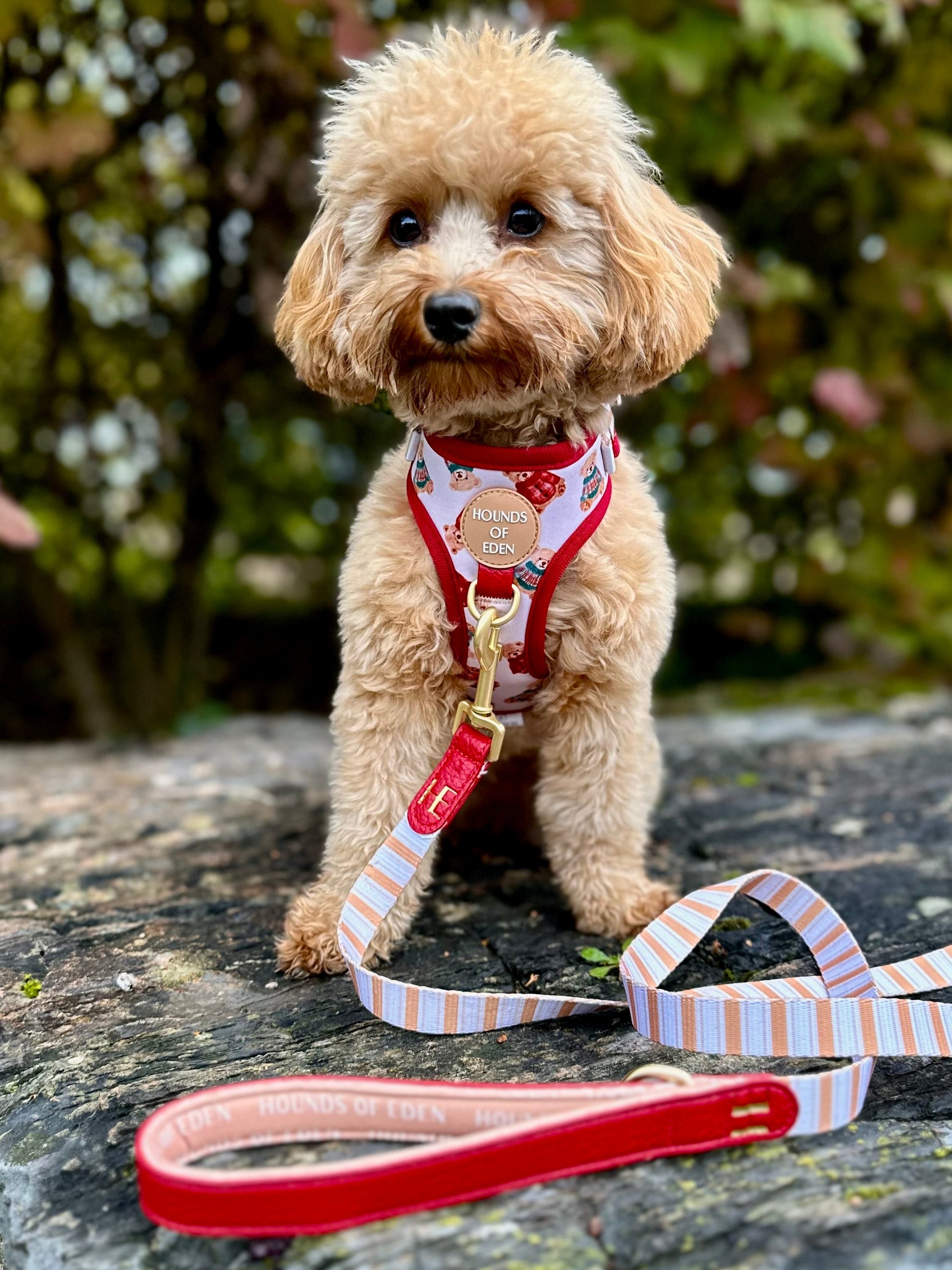 Harrold + Hattie Bears Dog Harness (XXS-XS) - The Bark Market
