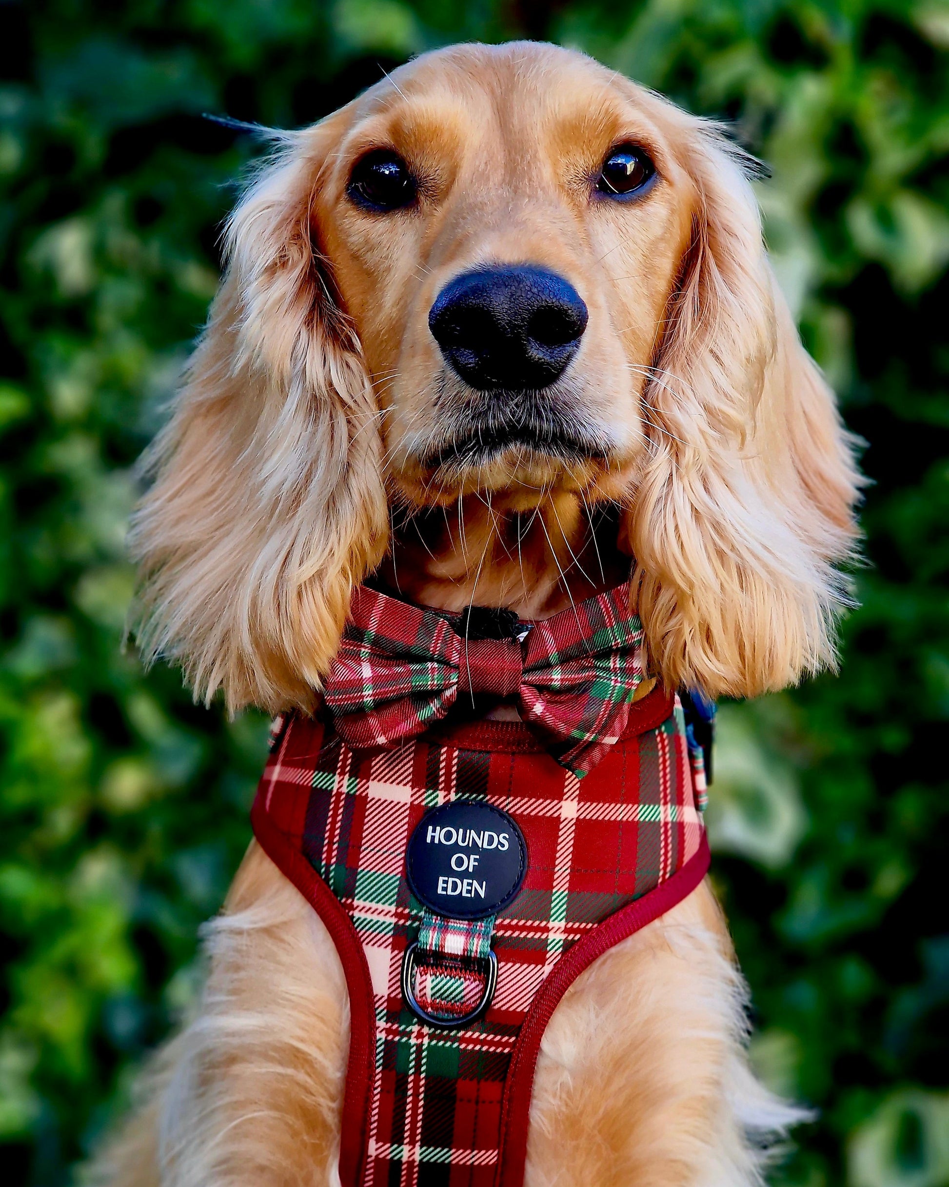 Tartan Me Up - Red & Cream Tartan Design Dog Harness - The Bark Market