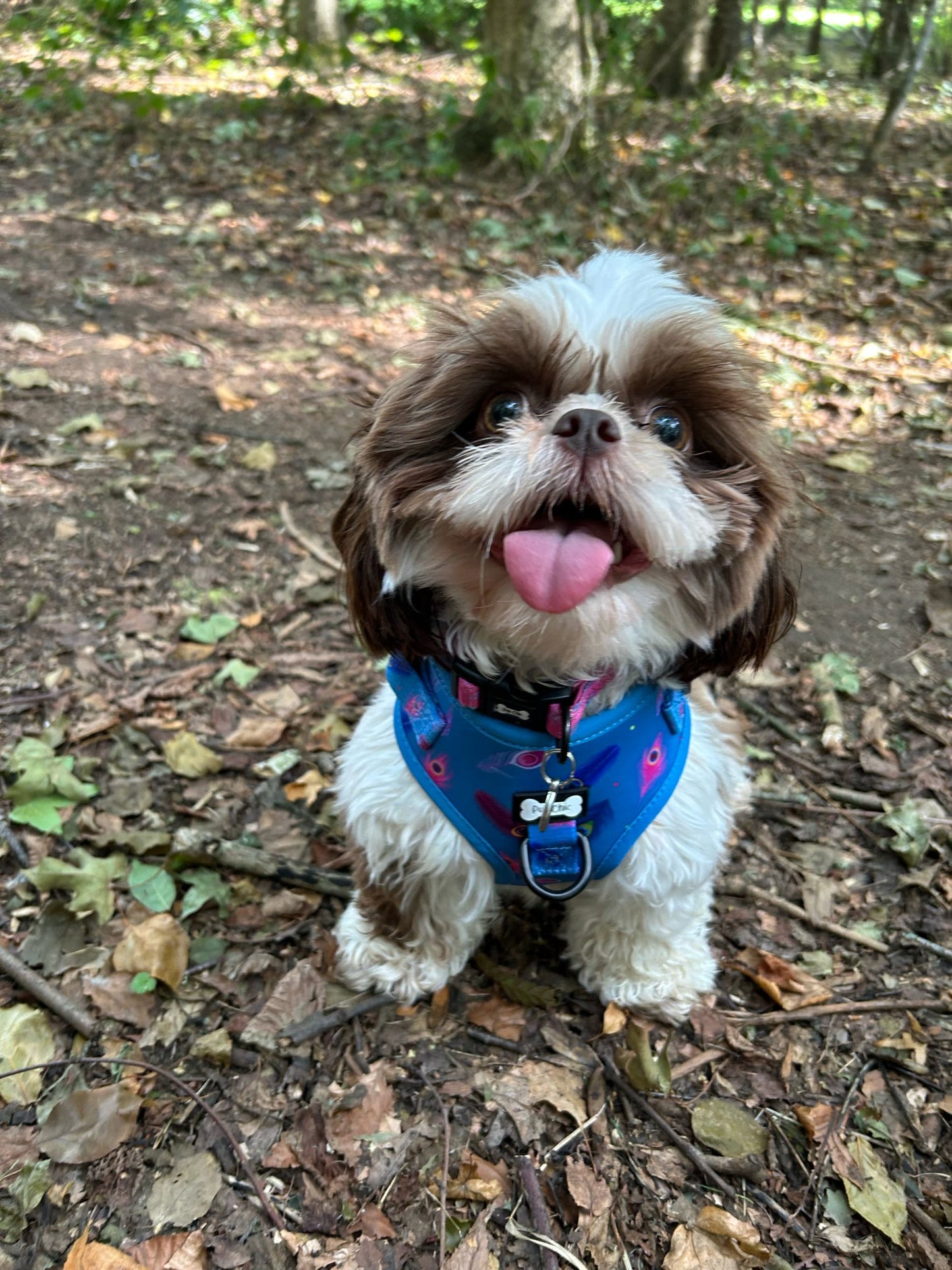 Power Peacock Step-In Adjustable Harness – Easy, Comfy & Made for Stylish Small Dogs! - The Bark Market