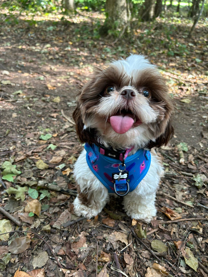 Power Peacock Step-In Adjustable Harness – Easy, Comfy & Made for Stylish Small Dogs! - The Bark Market