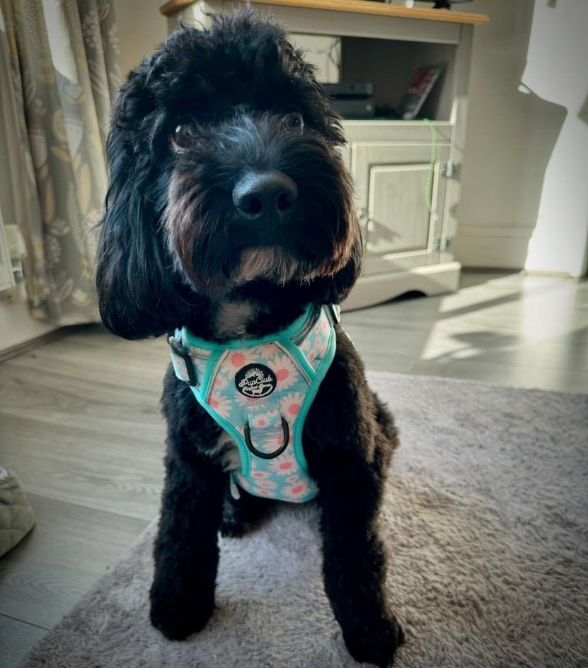 Rugged Rover™ Harness - Pastel Daisy - The Bark Market
