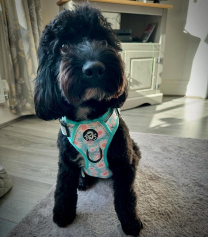 Rugged Rover™ Harness - Pastel Daisy - The Bark Market