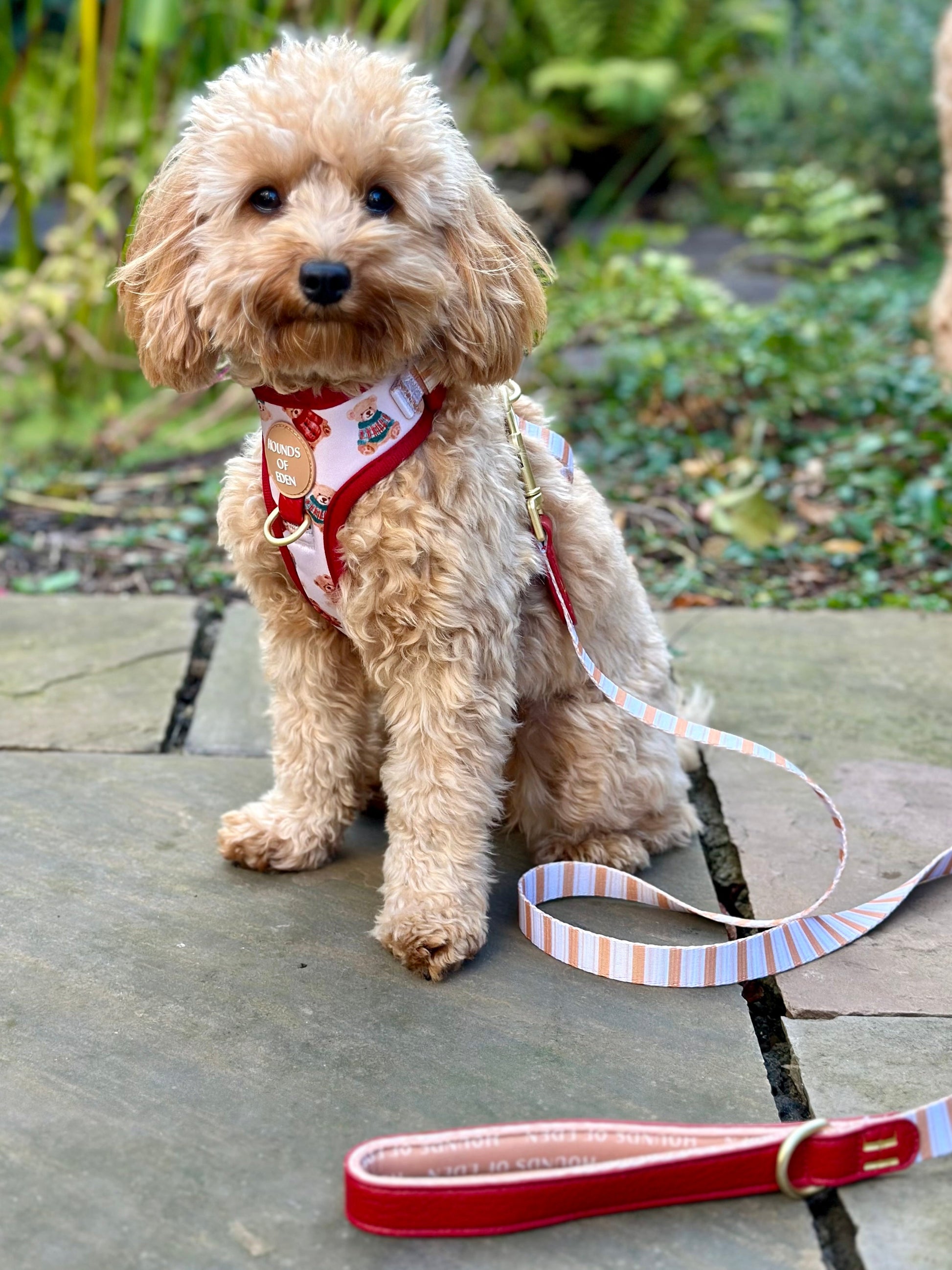 Harrold + Hattie Bears Dog Harness (XXS-XS) - The Bark Market