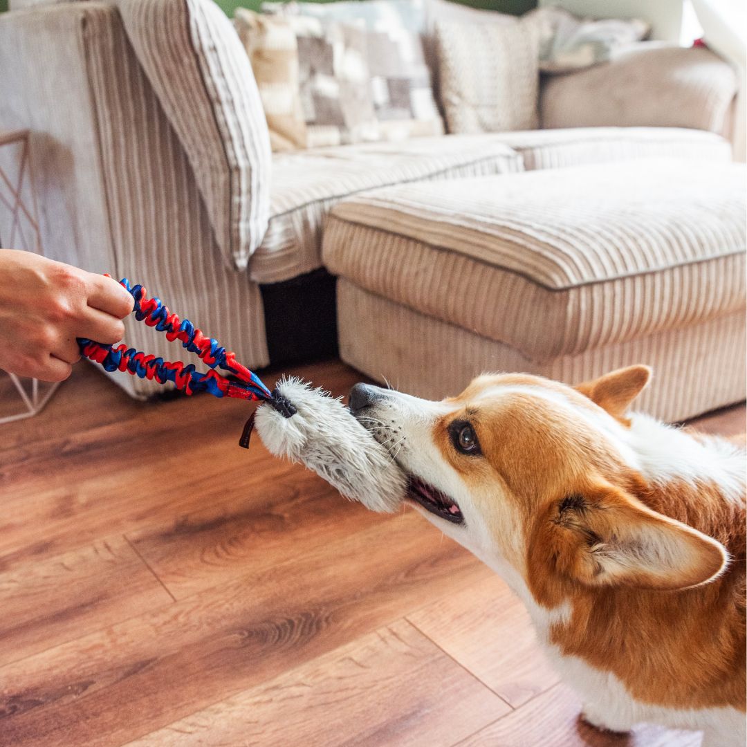 Faux Fur Pocket Bungee Squeaker - The Bark Market