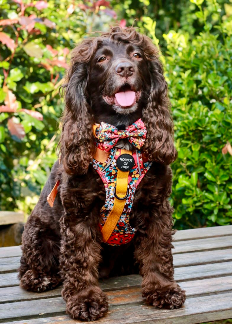 Retro BloomDesign Dog Bow Tie - The Bark Market