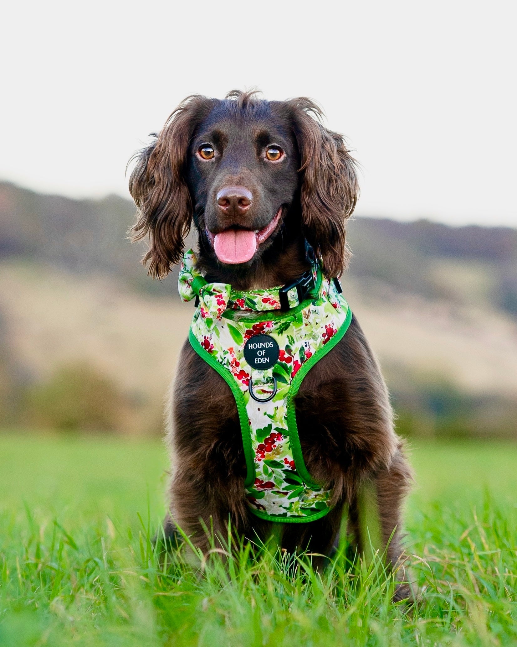 Winter Spruce & Berries Design Dog Harness - The Bark Market