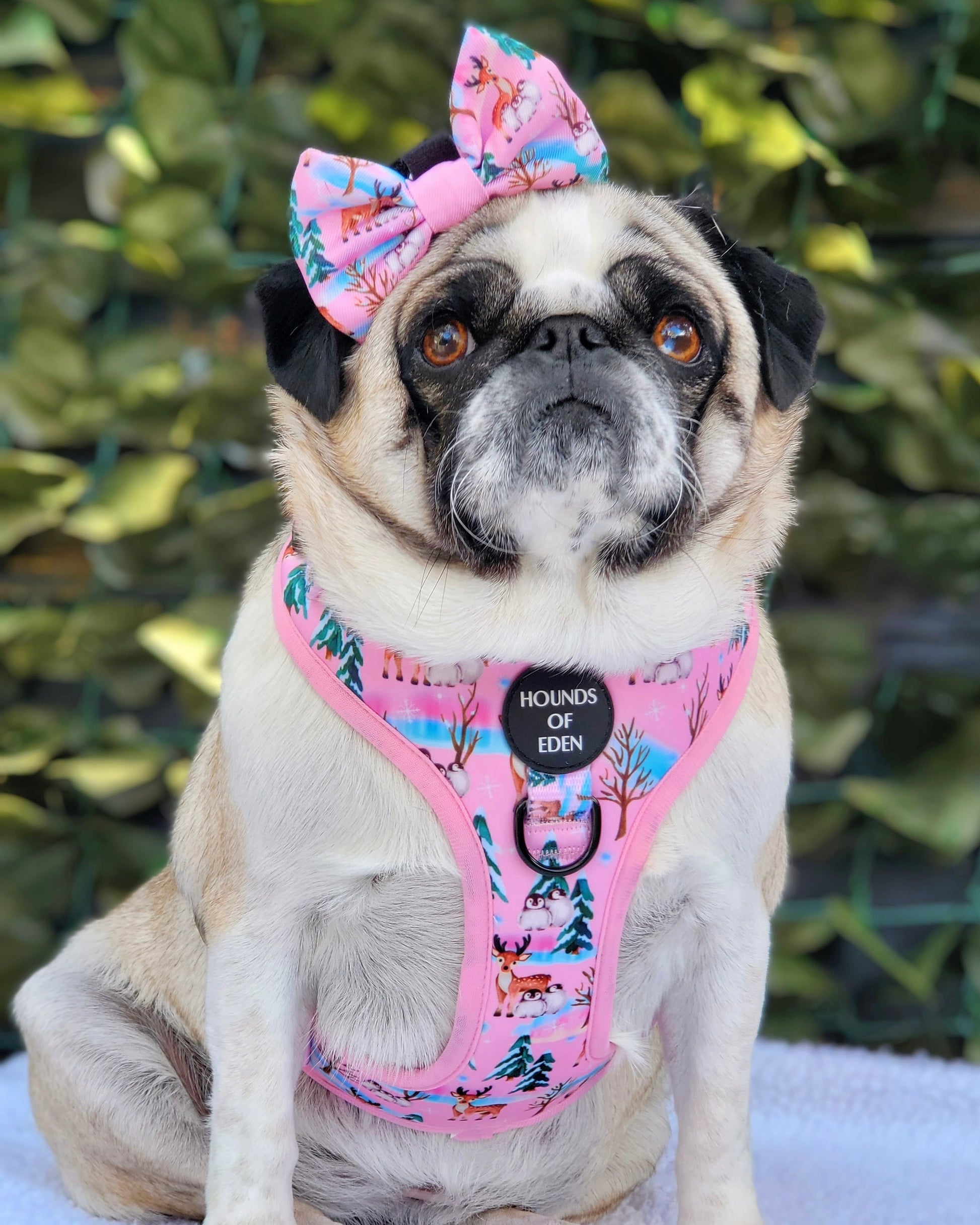 Aurora Nights - Pink Penguin Design Dog Harness - The Bark Market