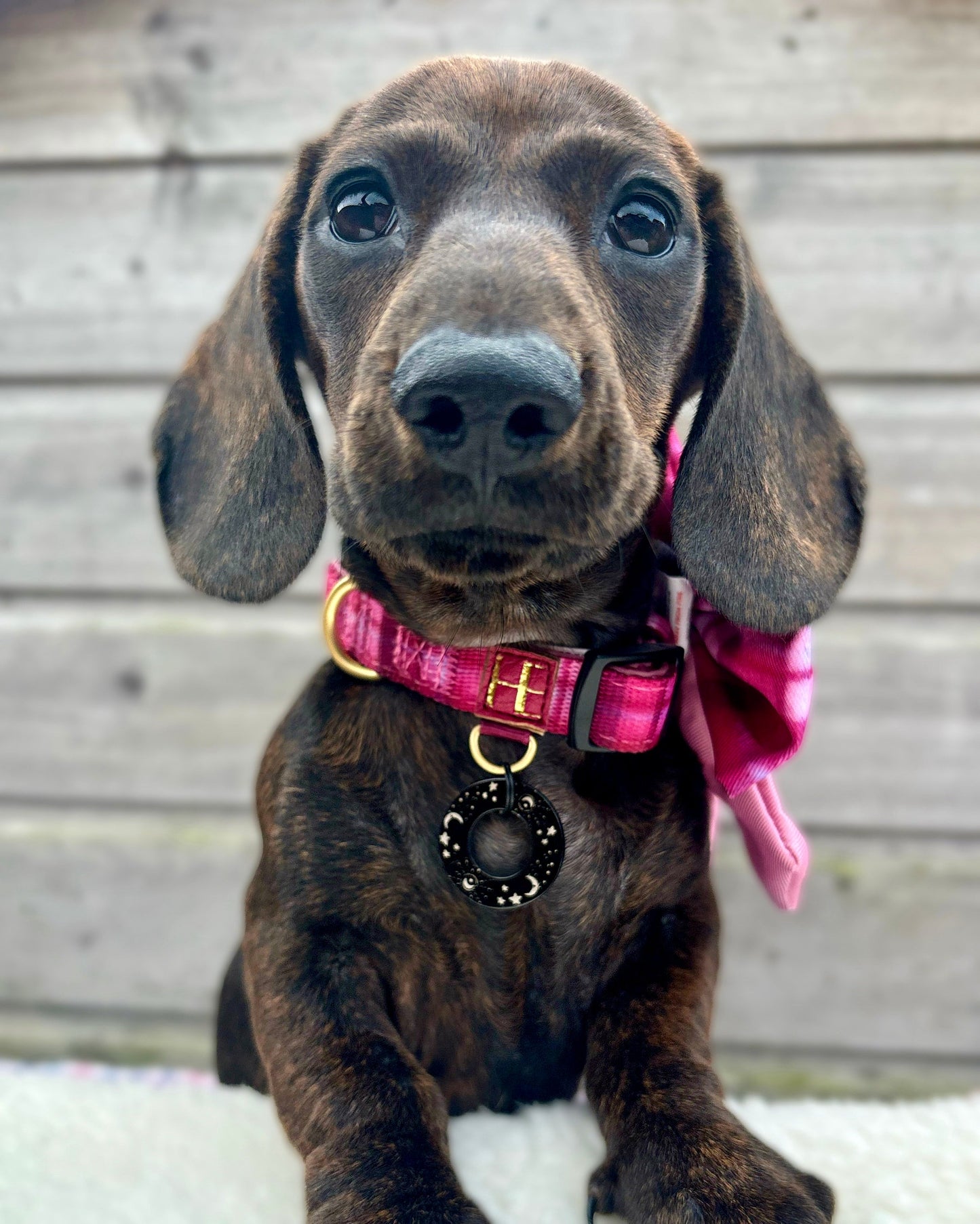 Rose Berry Plaid Dog Collar + Tag Holder - The Bark Market