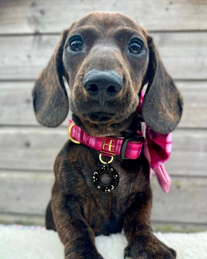 Rose Berry Plaid Dog Collar + Tag Holder - The Bark Market