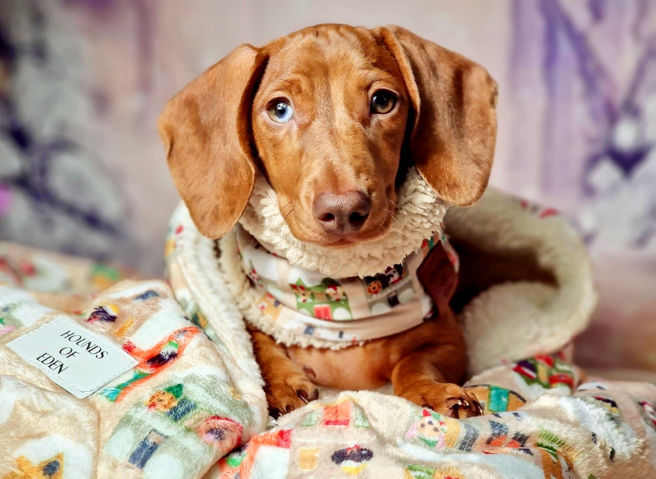 Doggy in the Window -  Dog Snood - The Bark Market