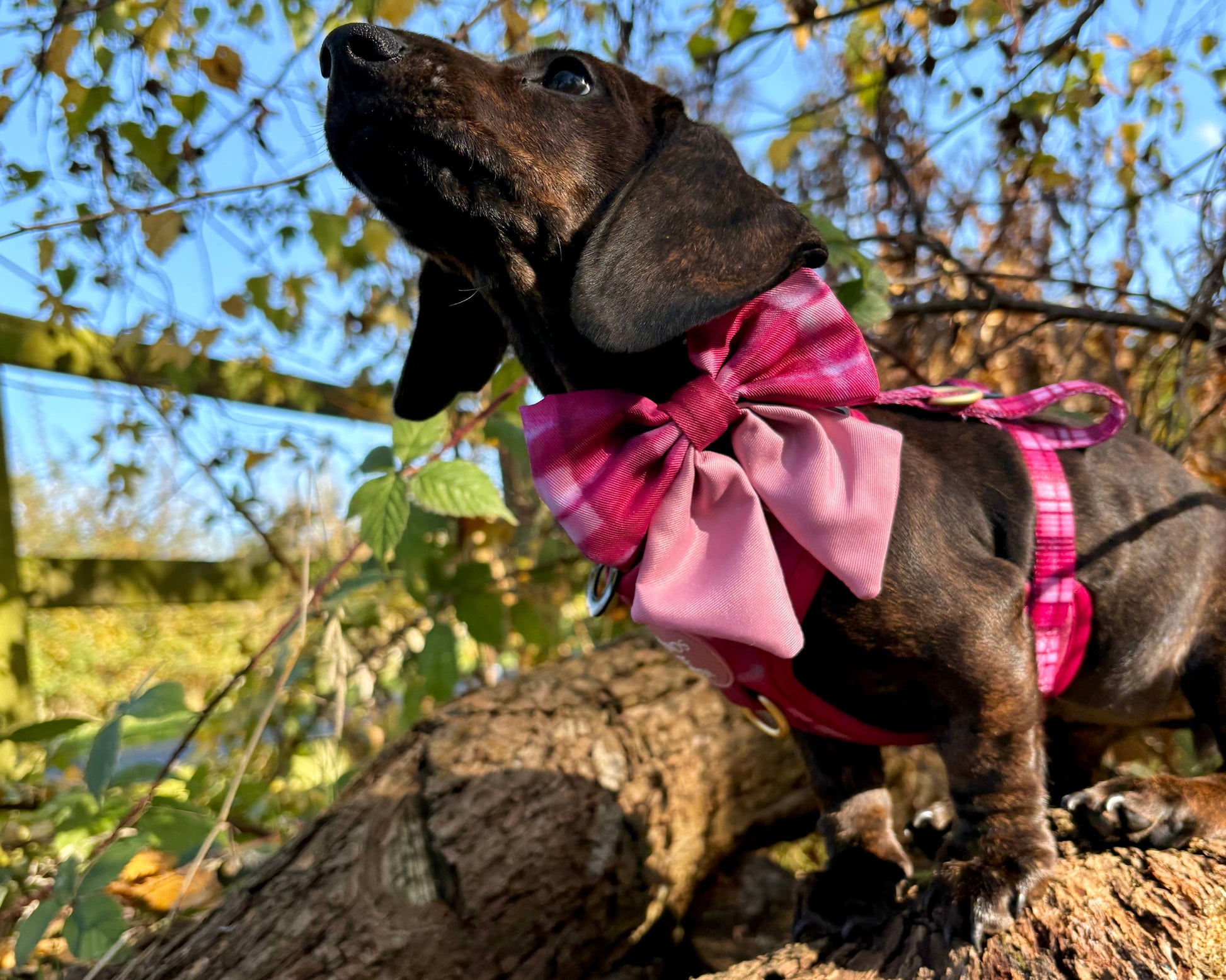 Rose Berry Plaid - Adjustable Dog Harness (XXS-XS) - The Bark Market