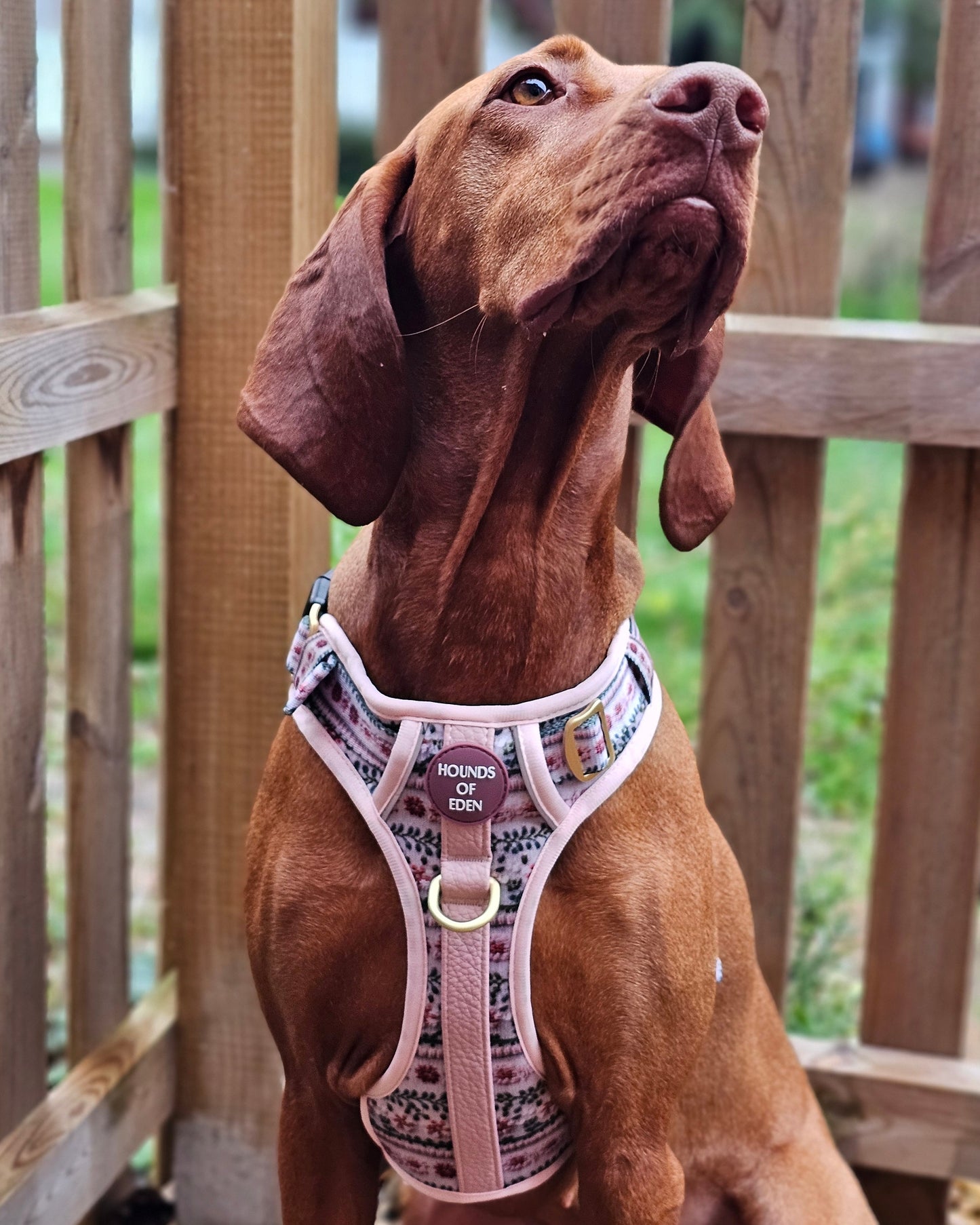 Bella's Jumper Supaw Strong Lite™ Dog Harness (XS-XL) - The Bark Market