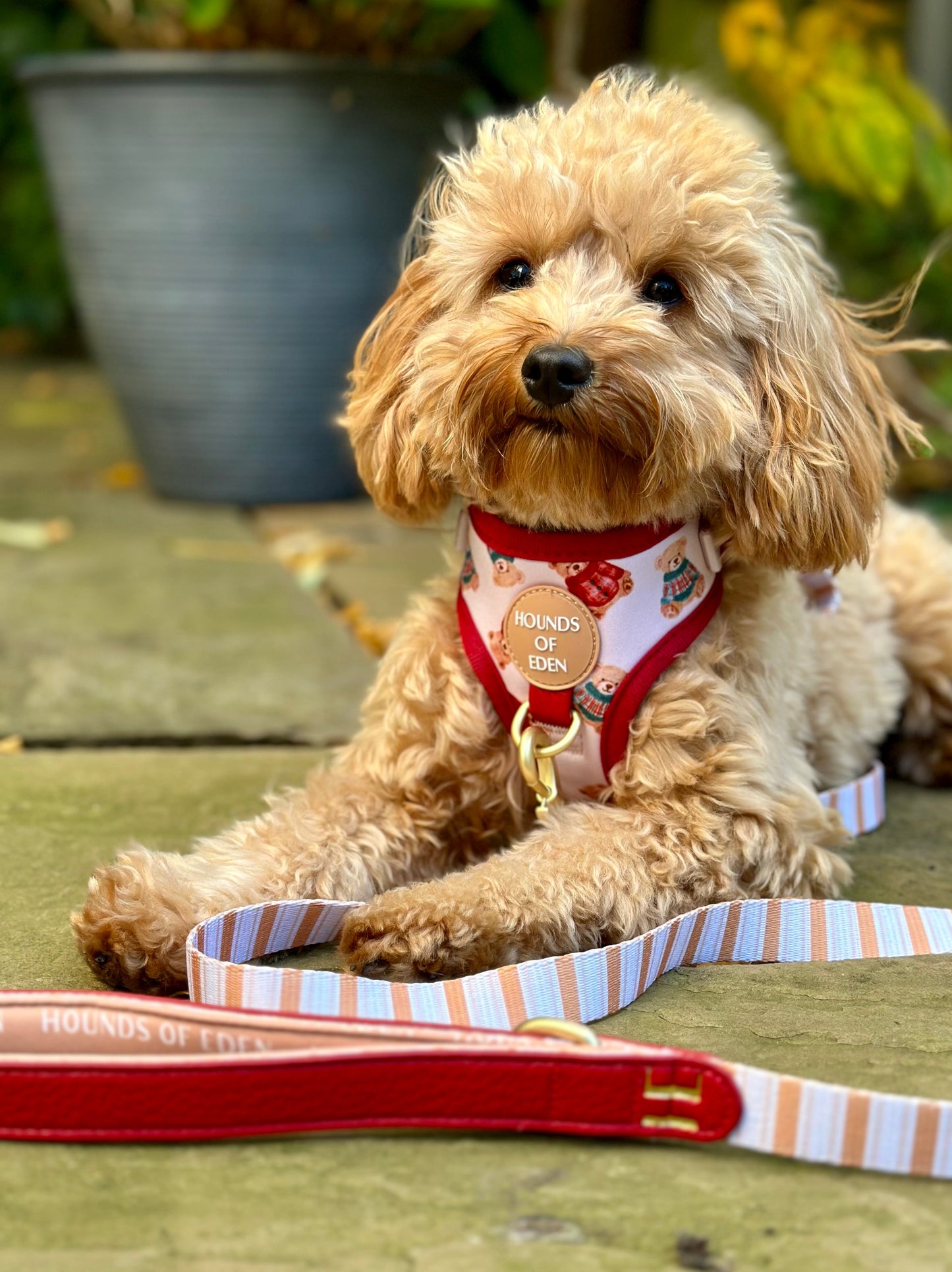 Harrold + Hattie Bears Dog Harness (XXS-XS) - The Bark Market