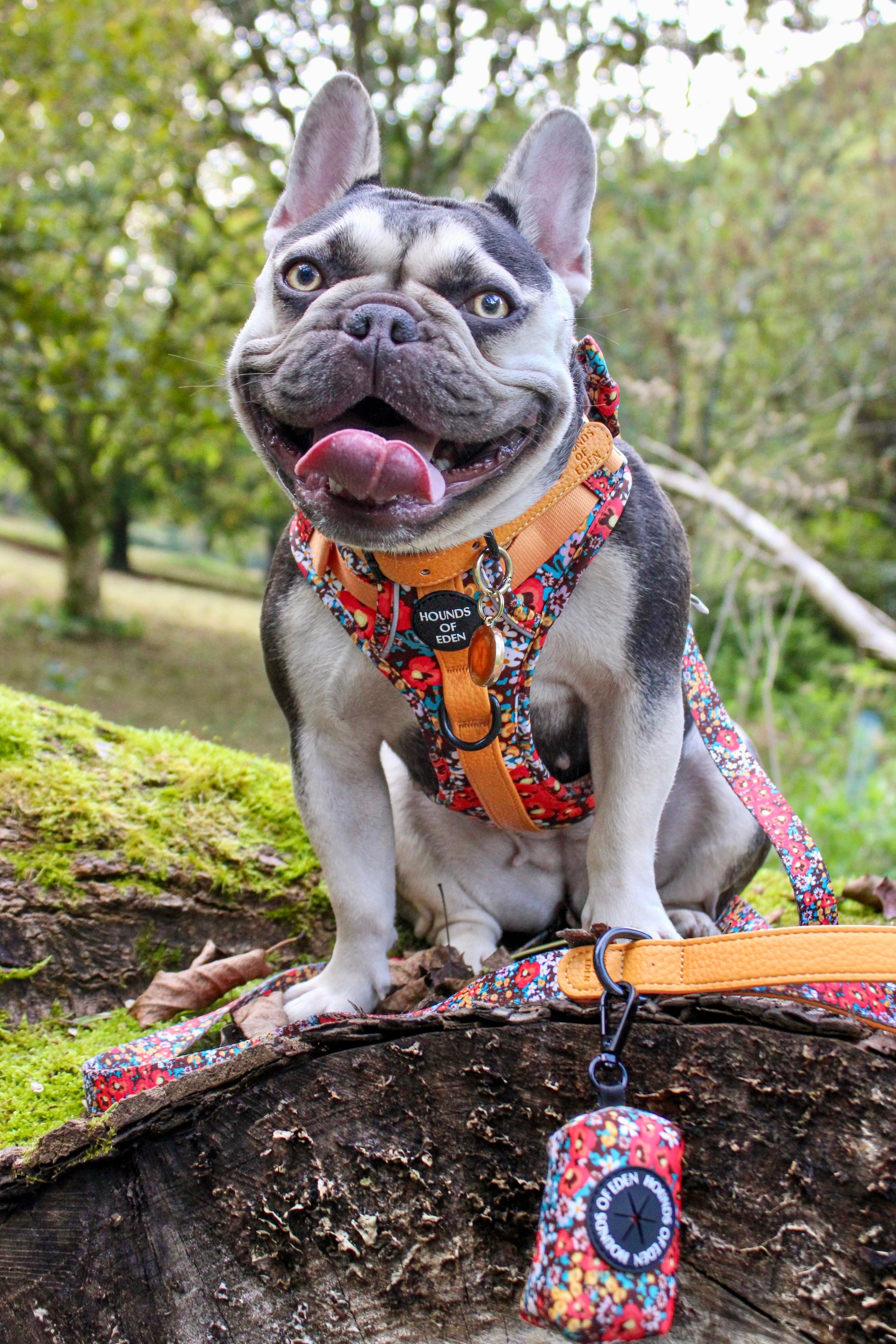 Retro Bloom Dog Supaw Strong Lite™ Harness (XS-XL) - The Bark Market