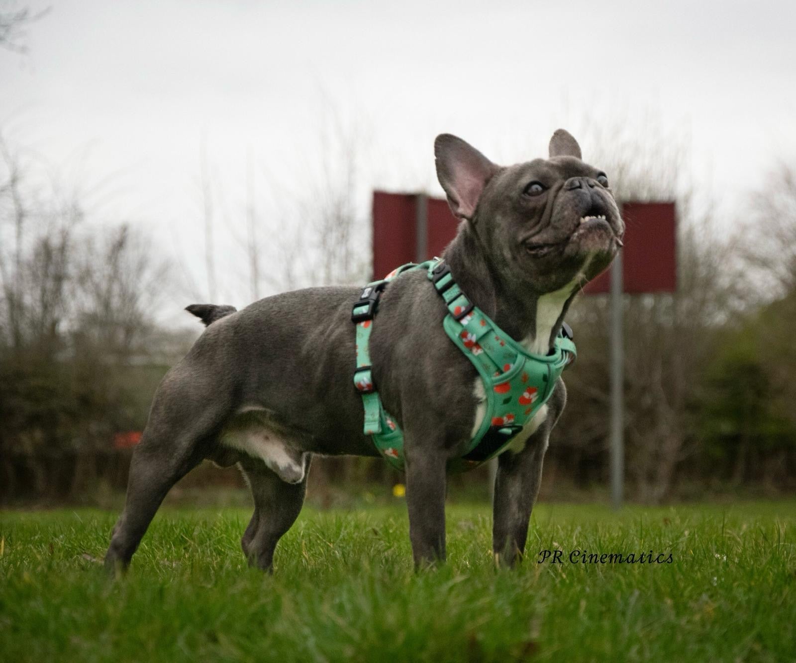 Inquisitive Fox No Pull Tactical Dog Harness – Green Fox Print, Adjustable, Step-In (XS-XL) - The Bark Market