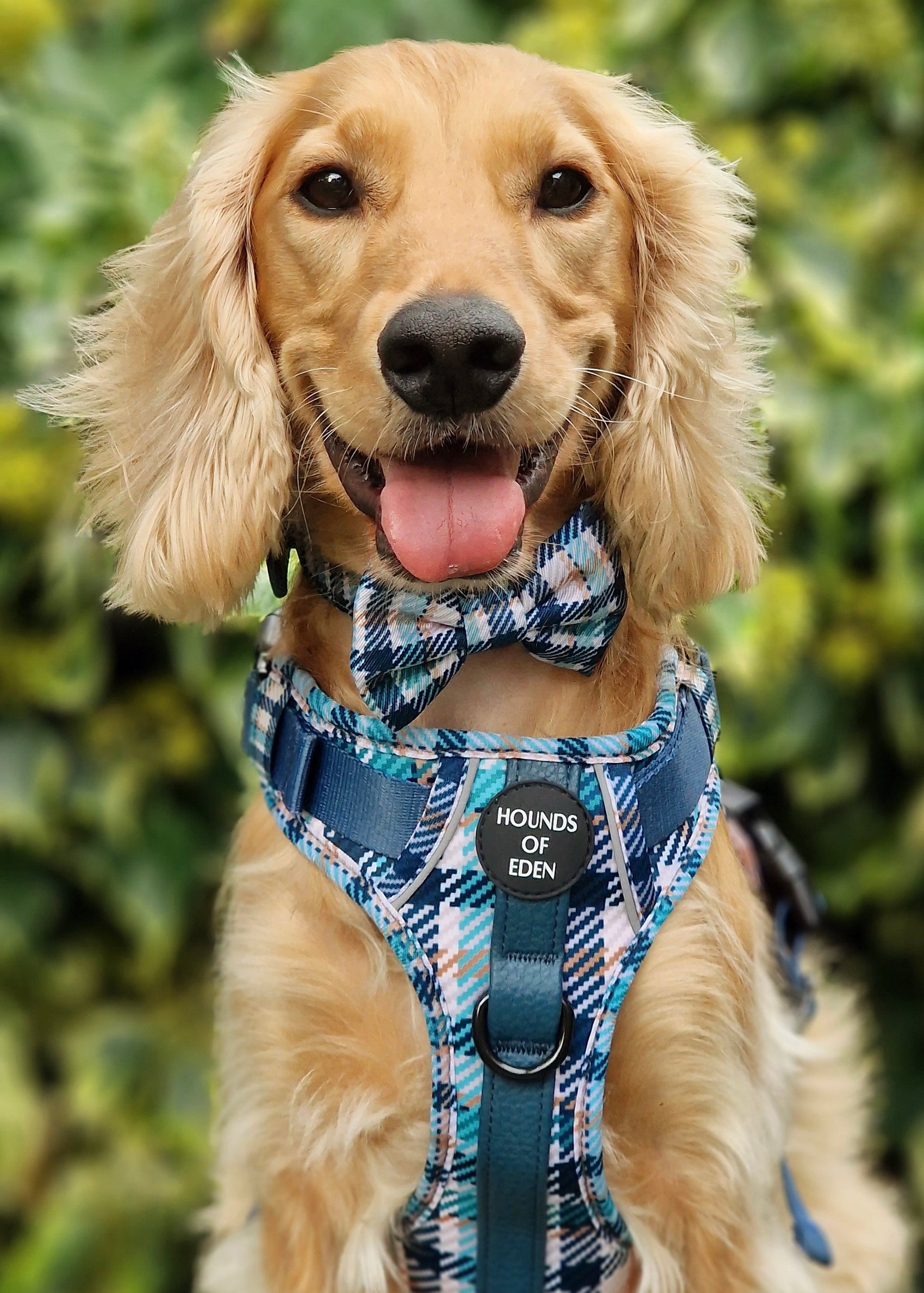 Tealing Smart Dog Supaw Strong Lite™ Harness (XS-XL) - The Bark Market